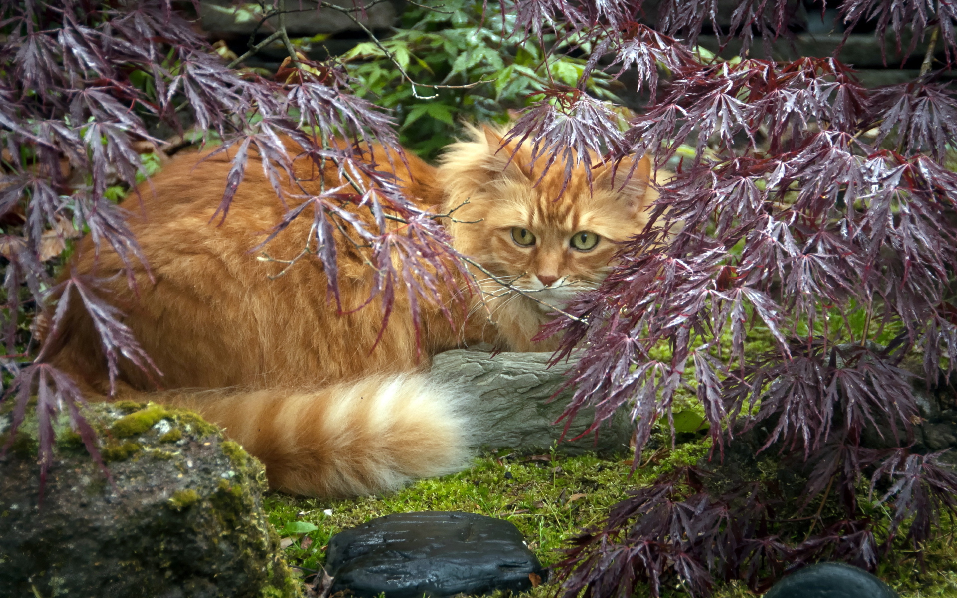 Красивый рыжий кот в растениях