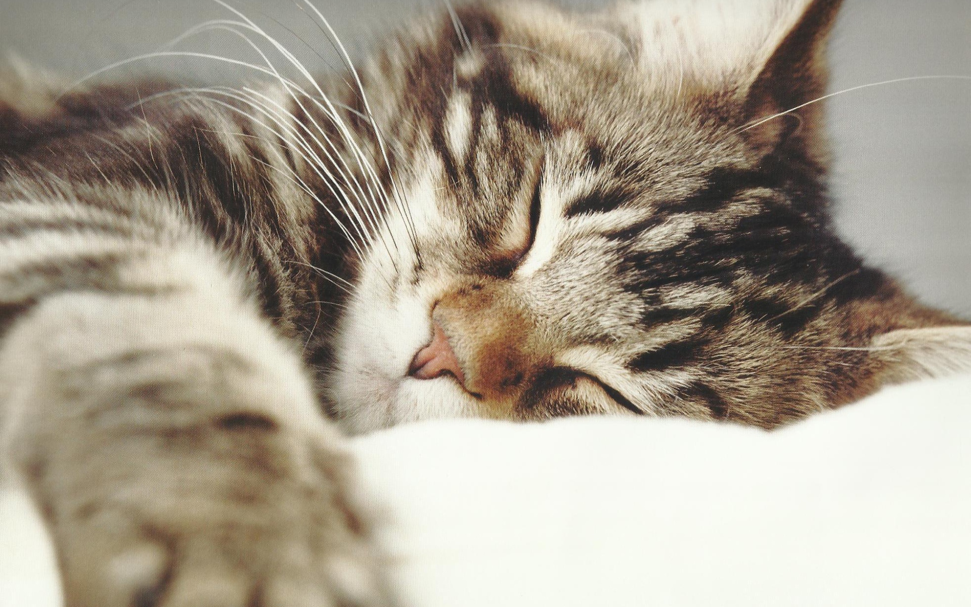 Маленький красивый кот спит