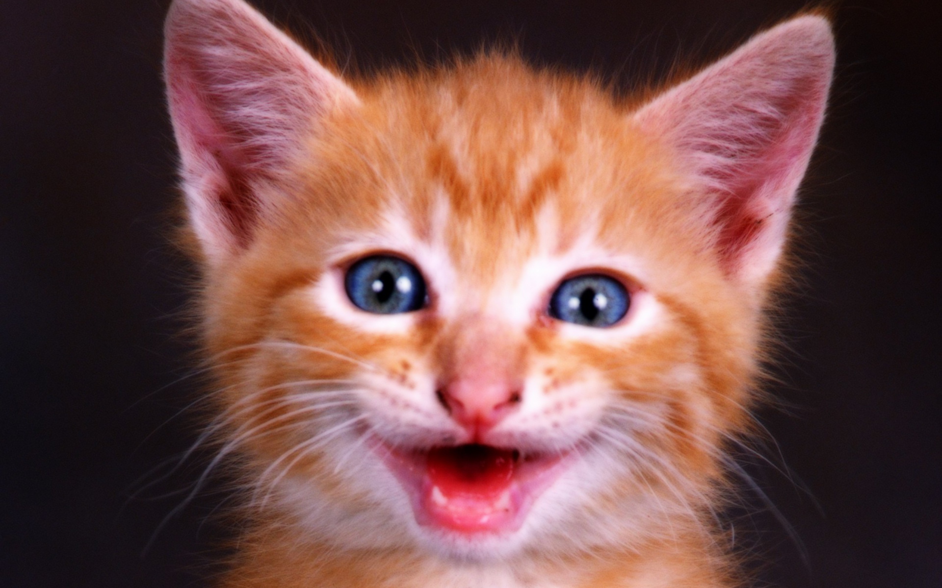 Рыжий котенок с голубыми глазами