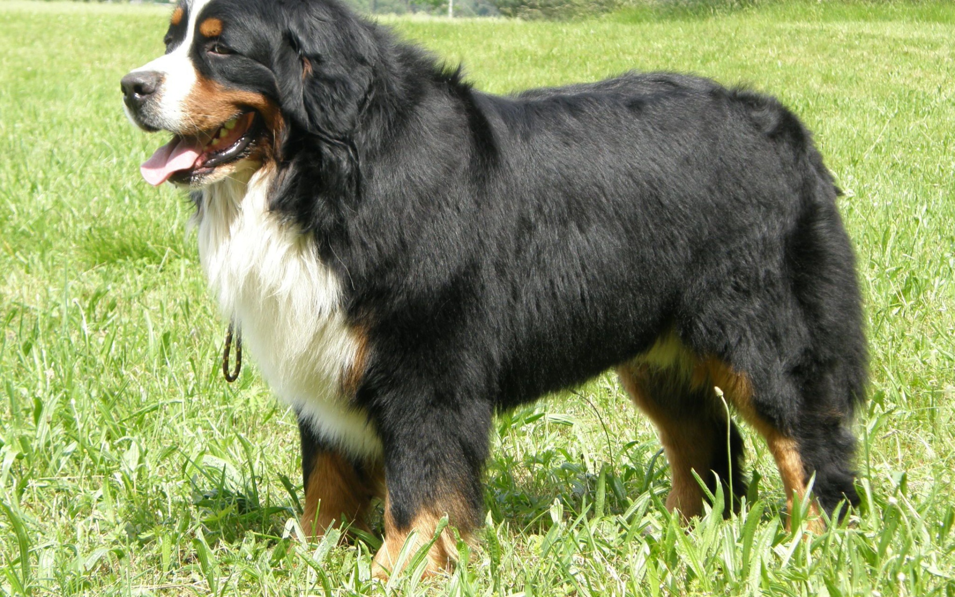 Adult Bernese Mountain Dog standing in the grass