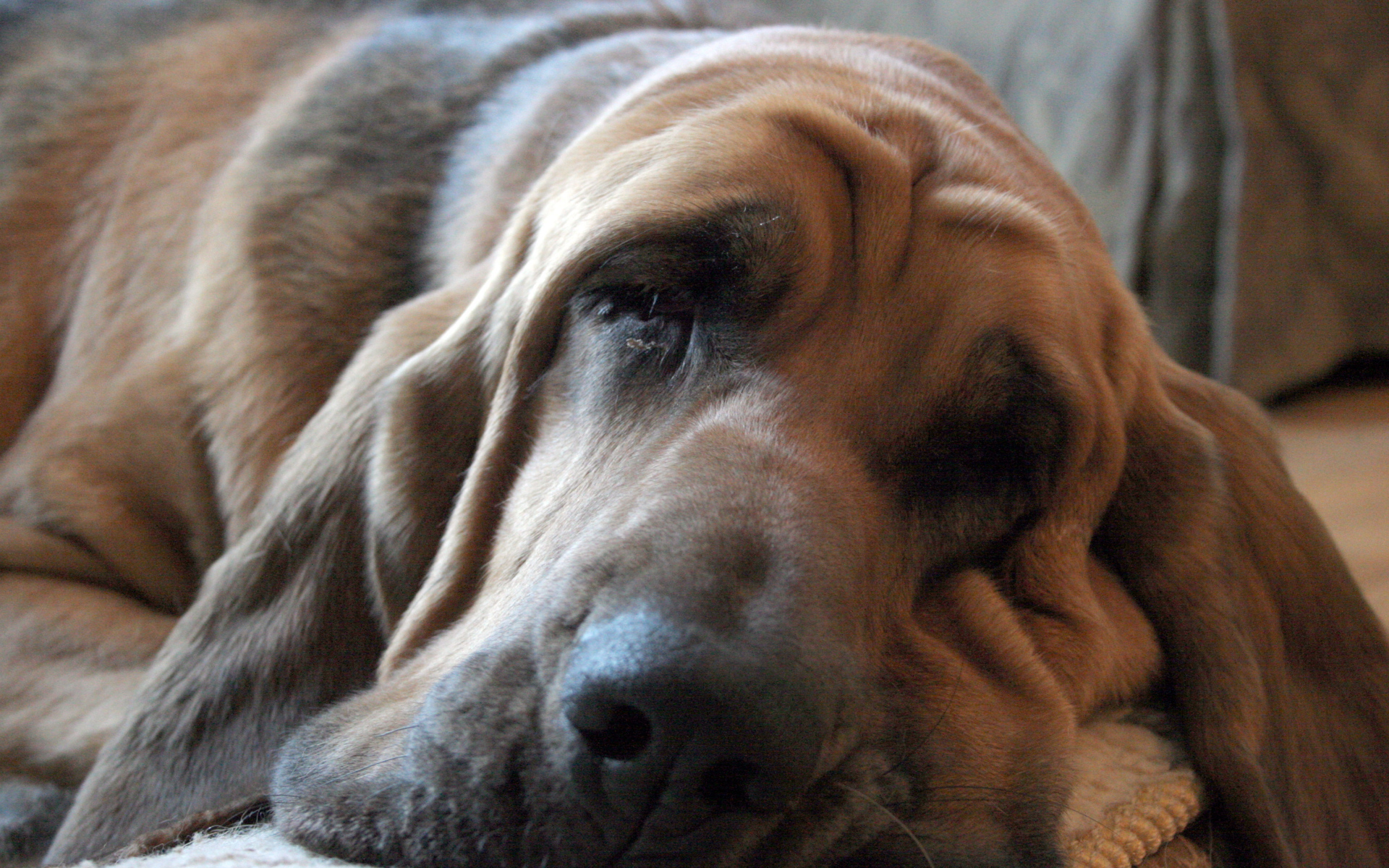 Взрослый бладхаунд заснул