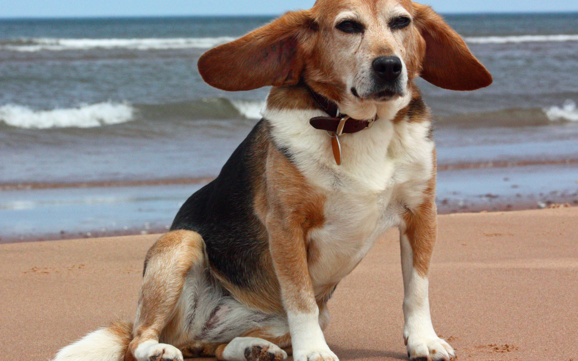 Взрослая смешная собака породы бигль возле моря