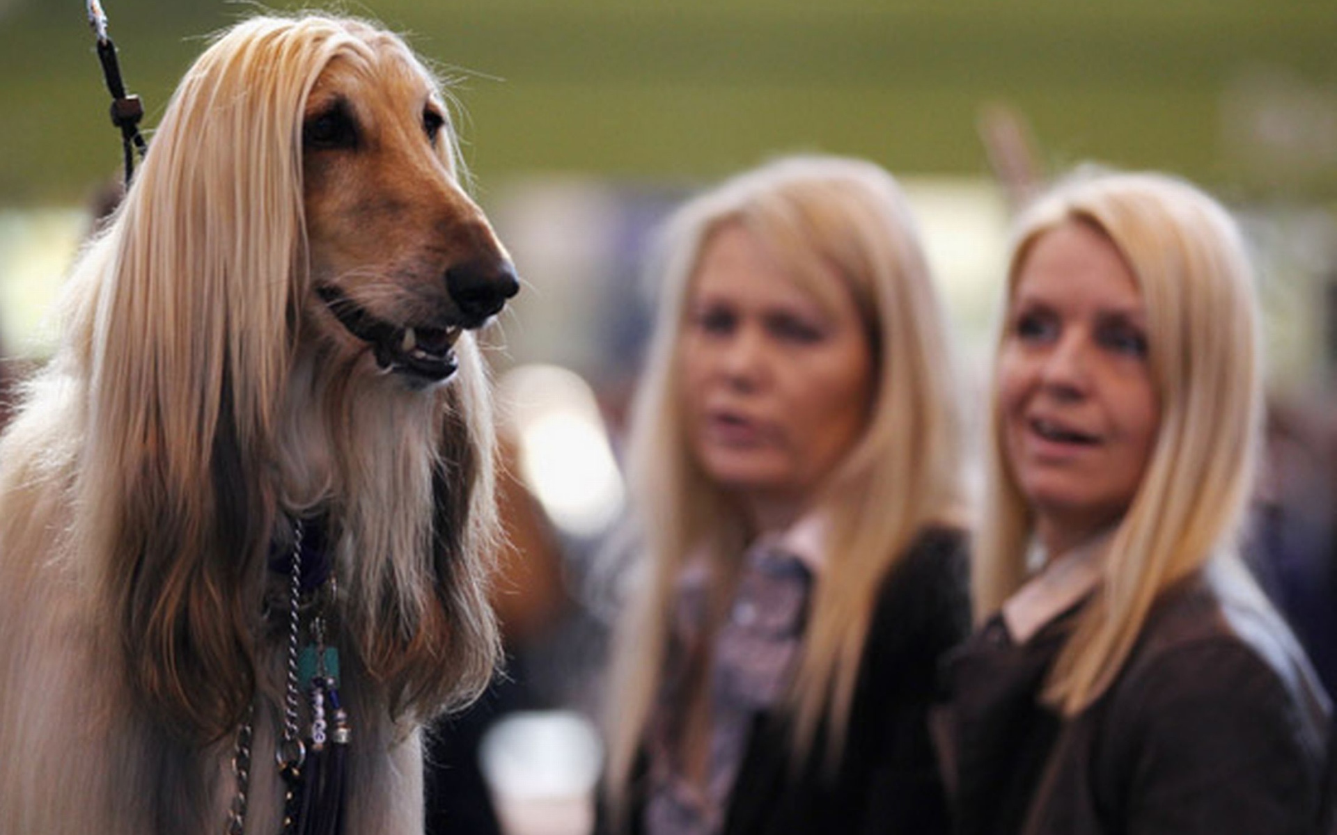 Афганская борзая на фоне девушек