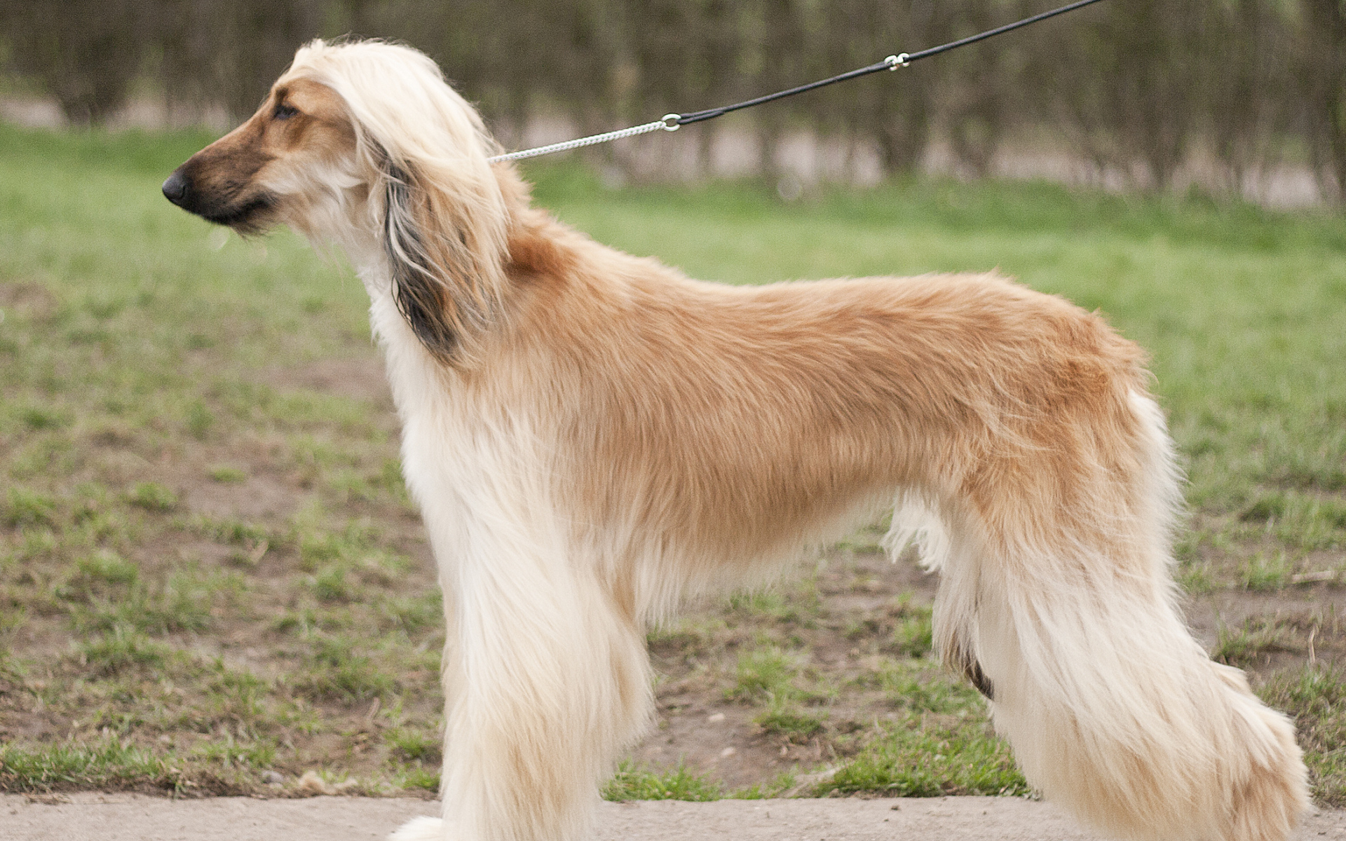 Афганская борзая позирует