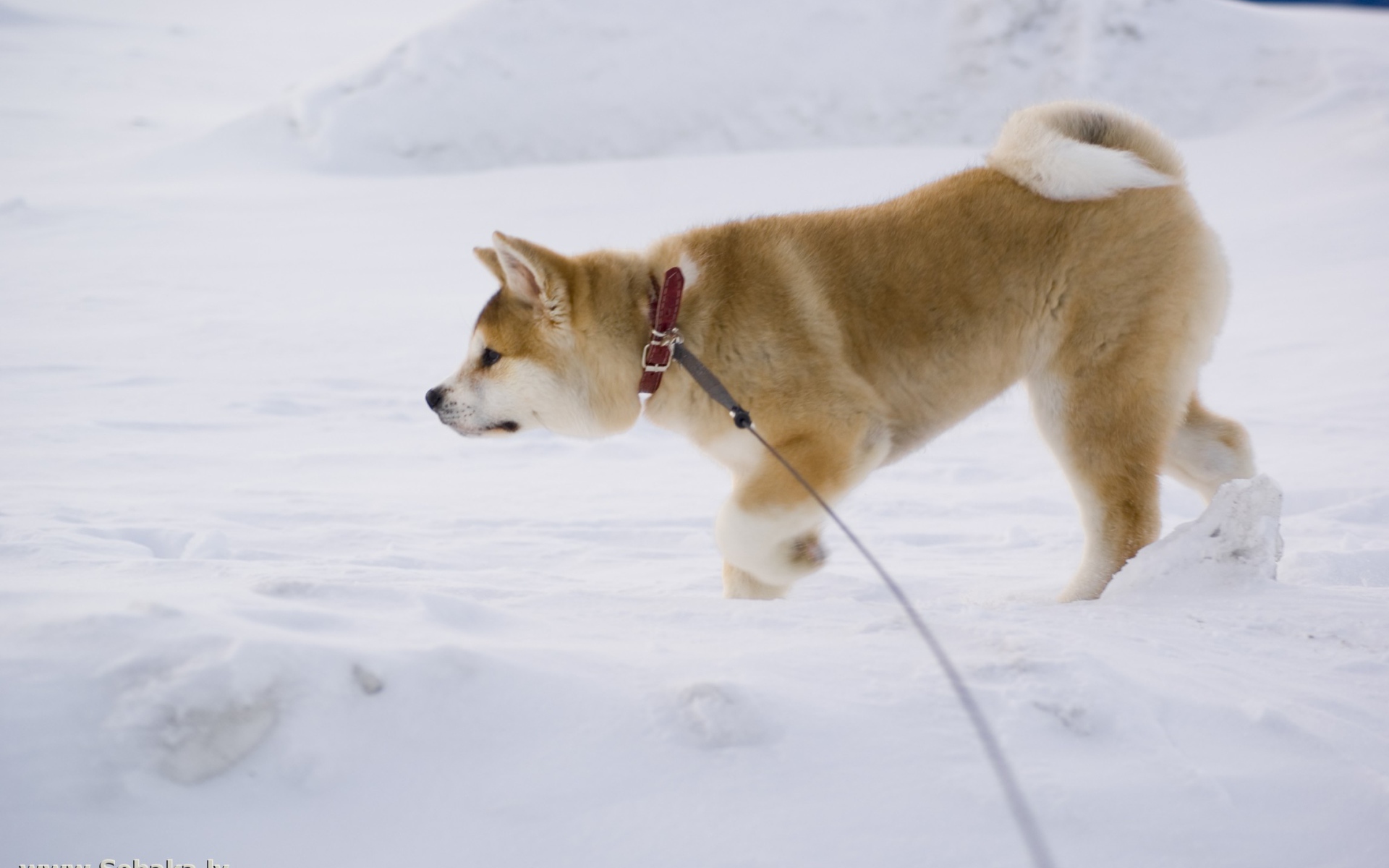 Акита-ину идёт по следу