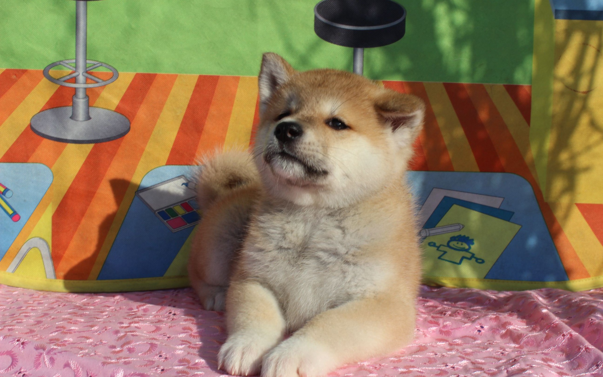 Щенок акита-ину лежит на покрывале