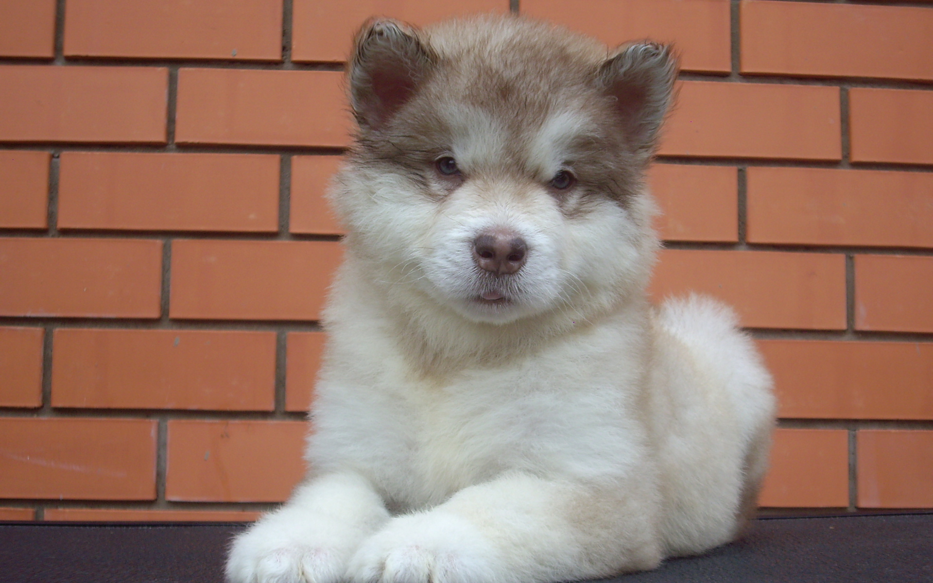 Щенок аляскинского маламута показывает язык