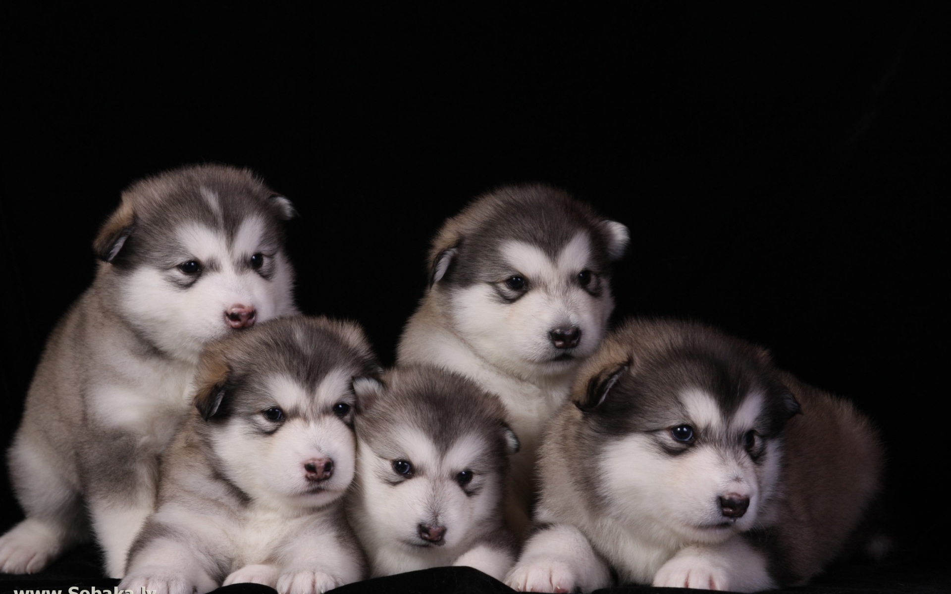 Щенки аляскинского маламута
