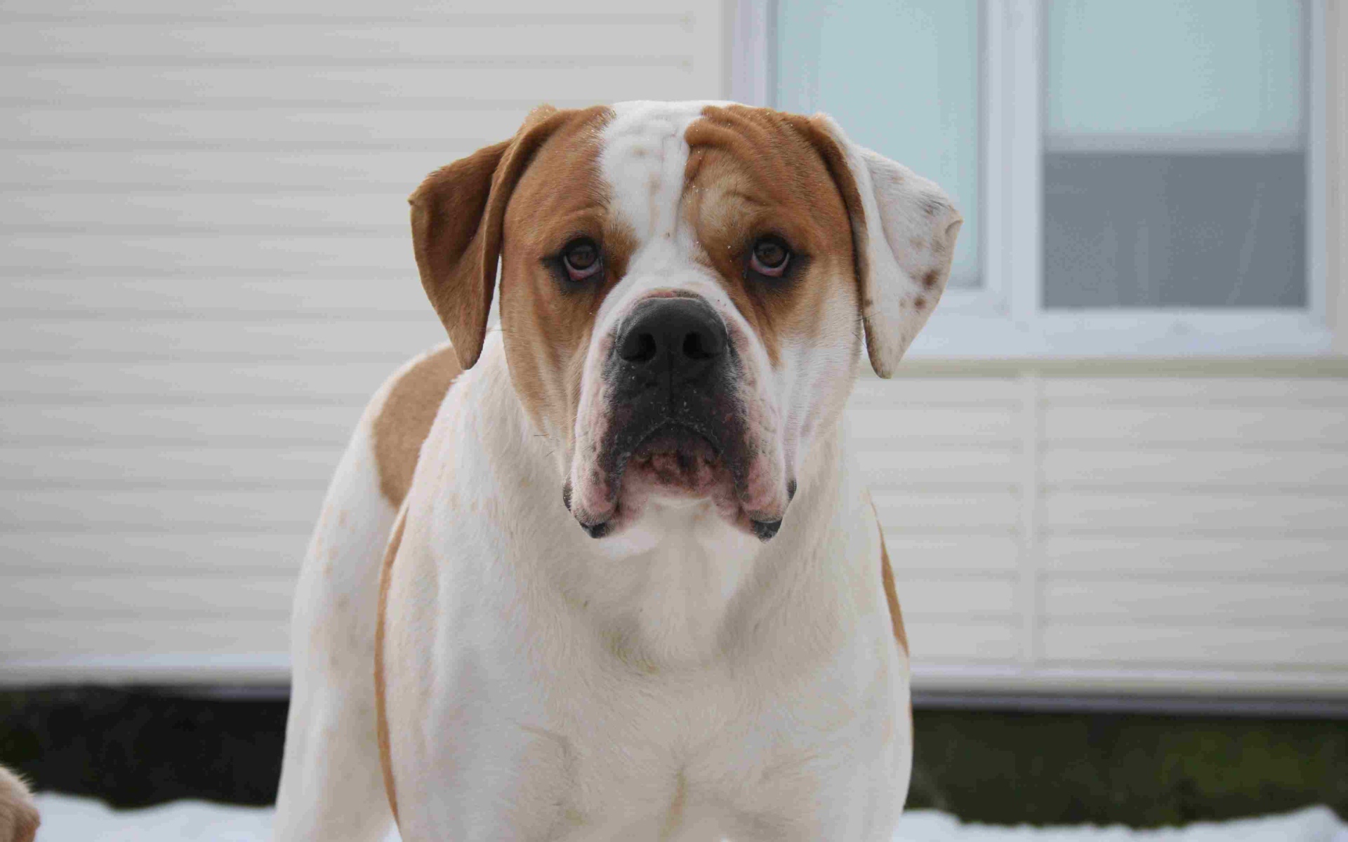 Американский бульдог возле дома зимой