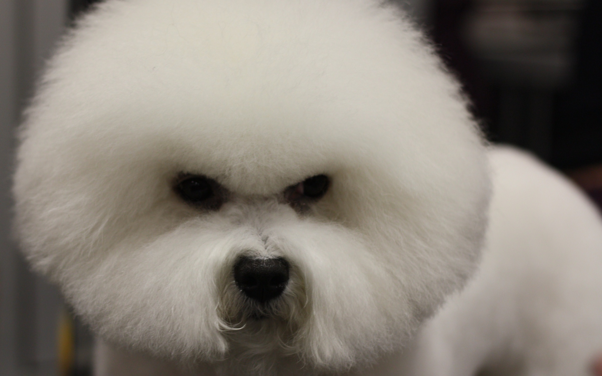 Злая собака породы бишон-фриз