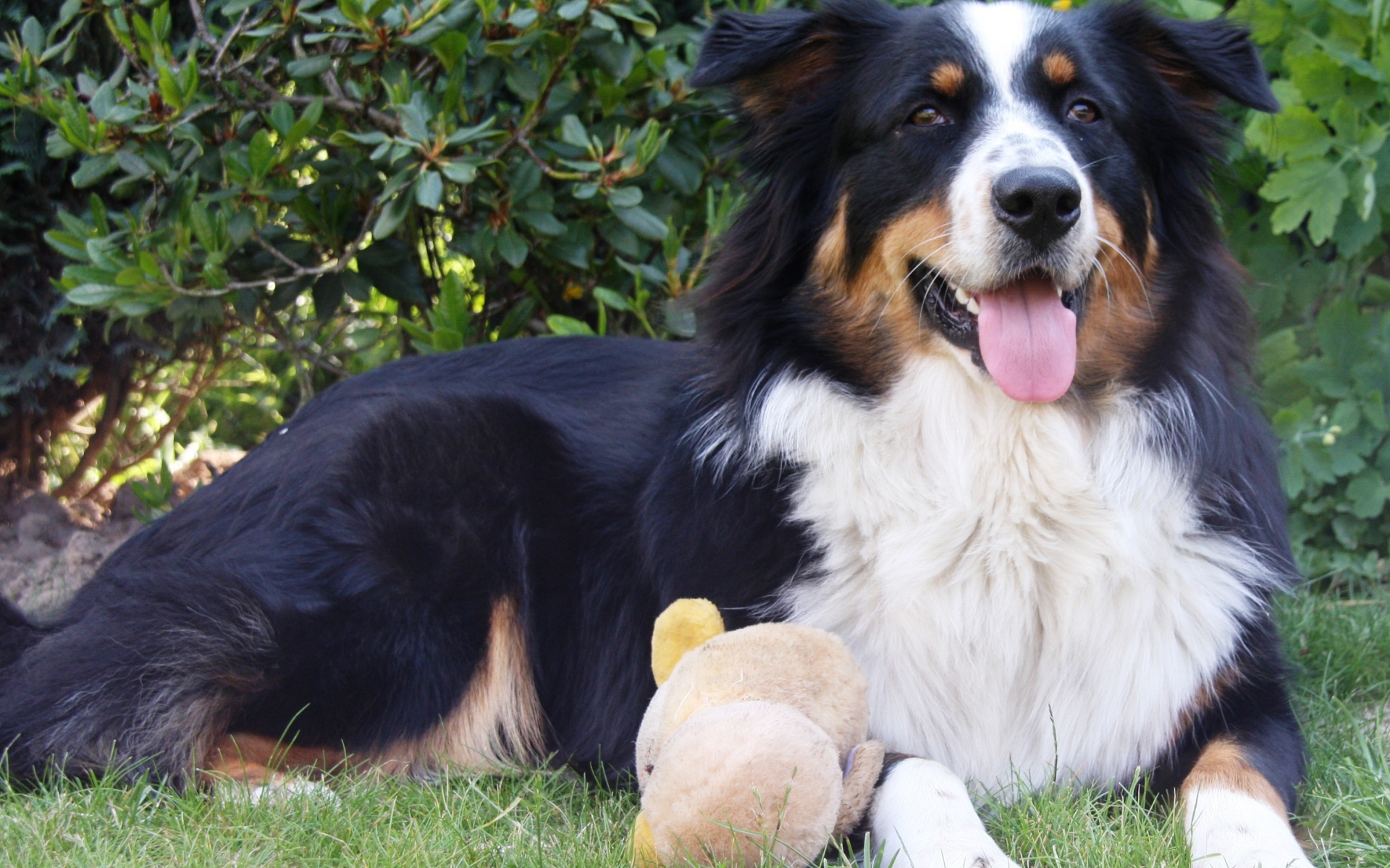 Австралийская овчарка с игрушкой