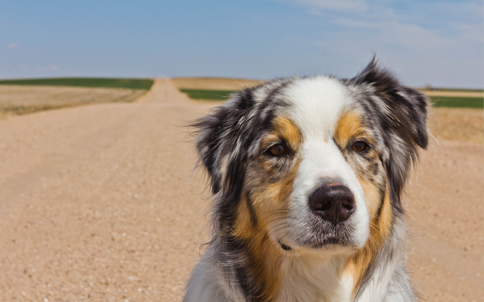 Австралийская овчарка на дороге