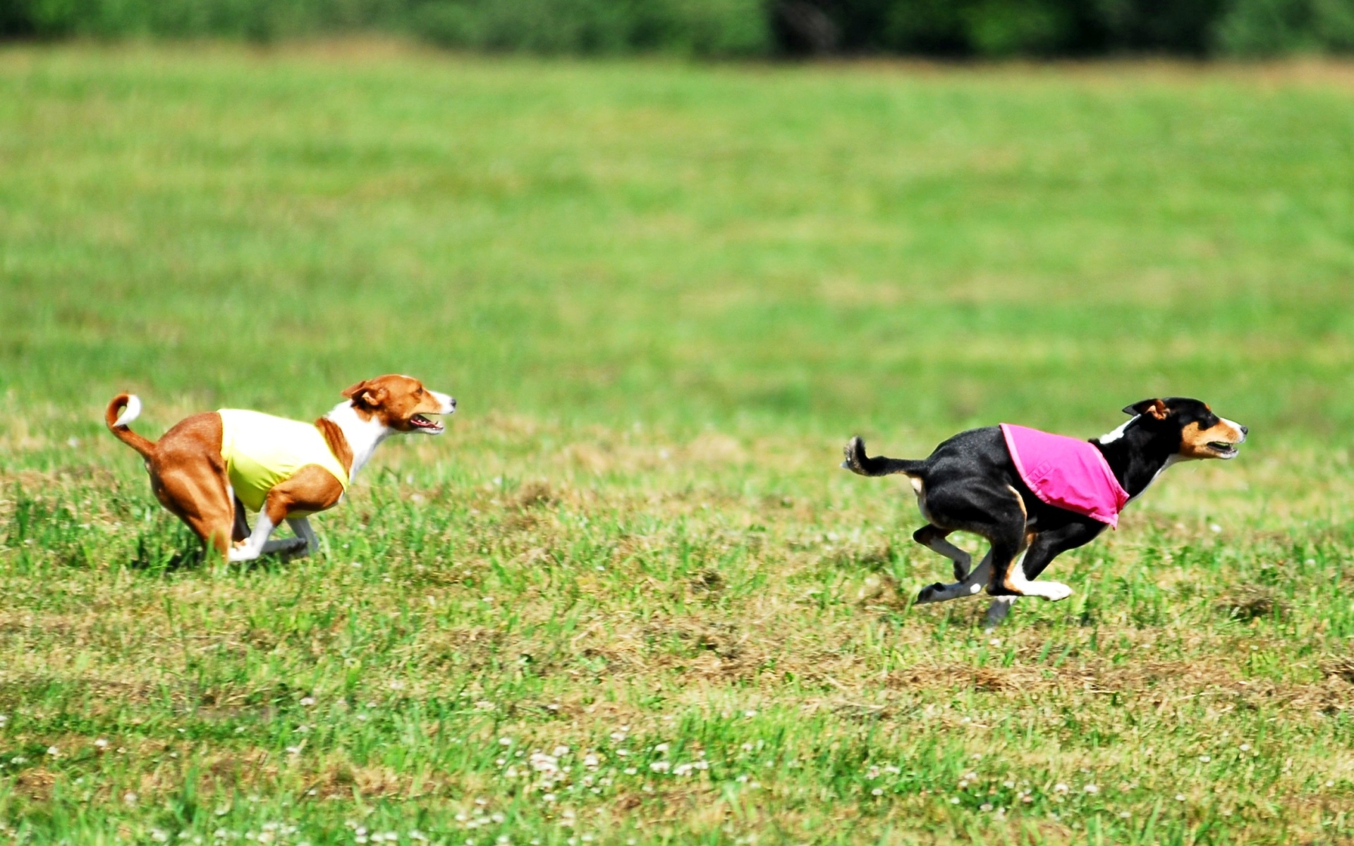 Собаки басенджи в погоне