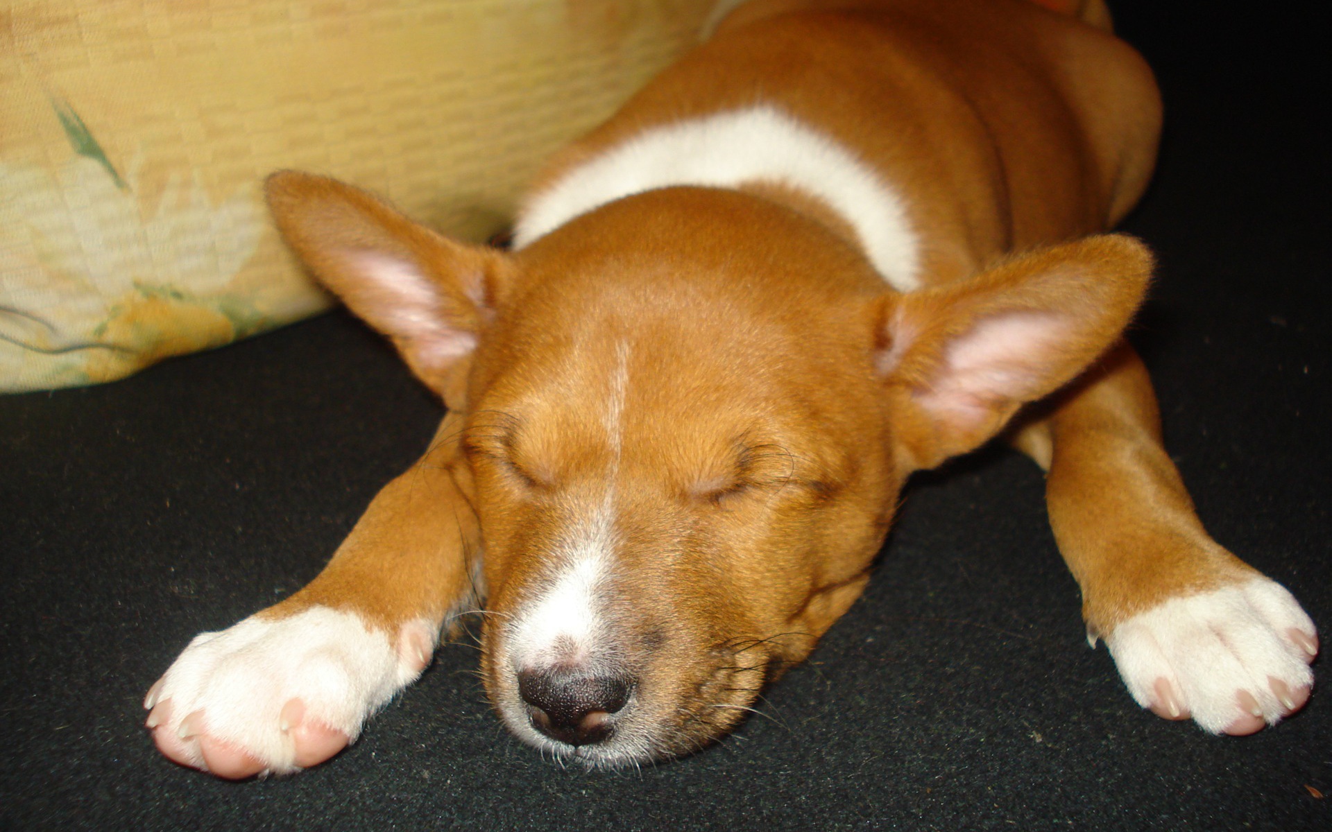 Щенок породы басенджи уснул
