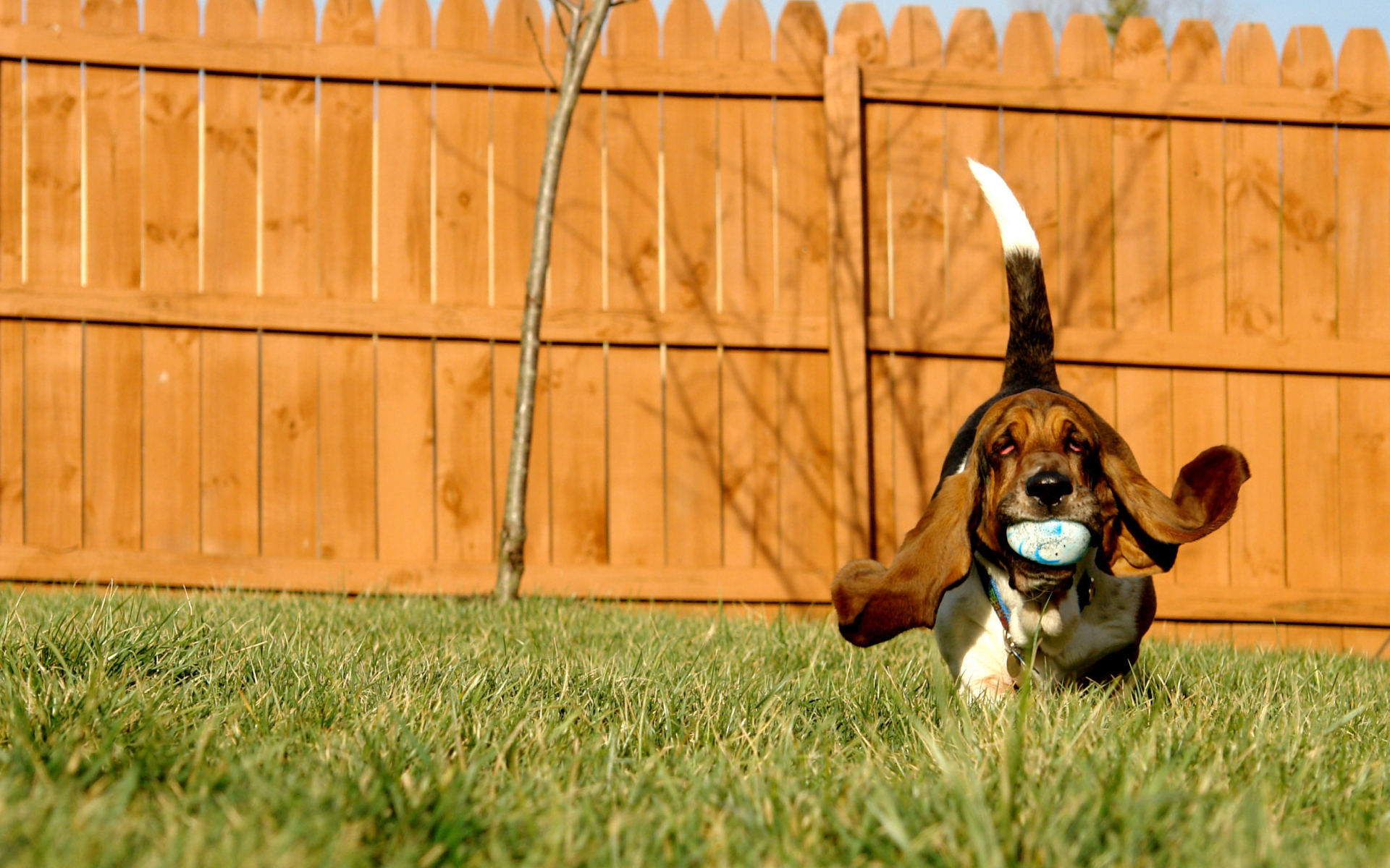 Бассет-хаунд играет с мячом