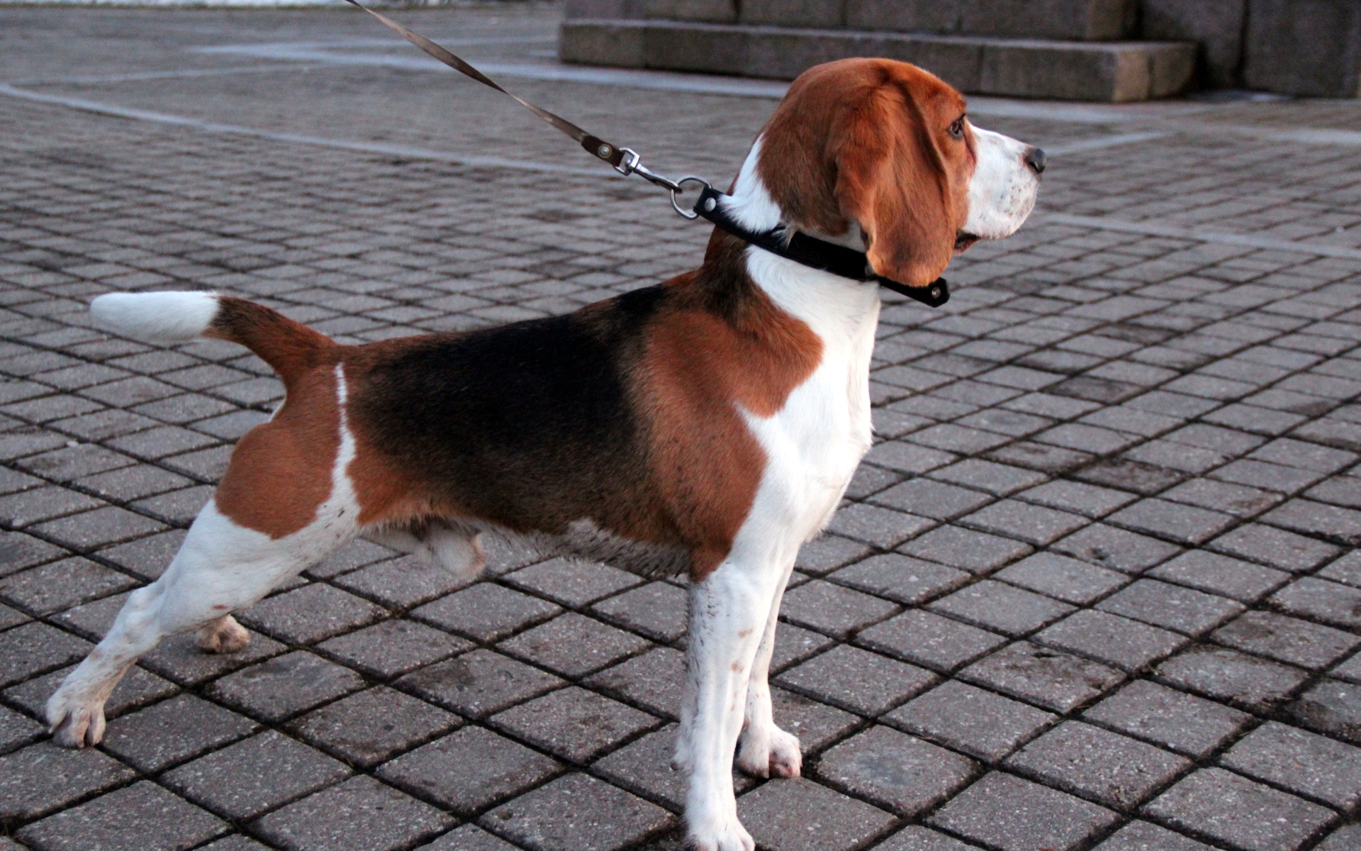 Собака породы бигль на тротуаре