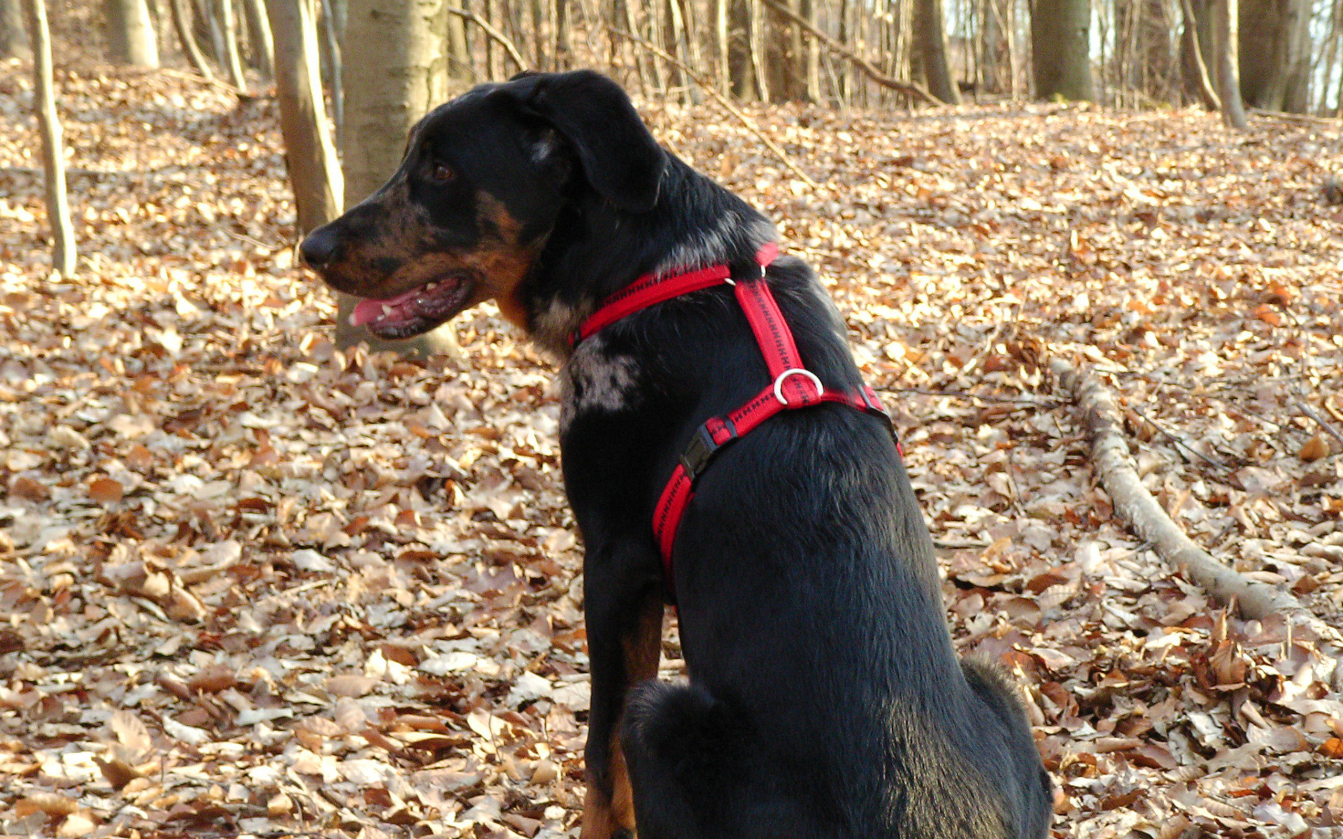 Босерон в осеннем лесу