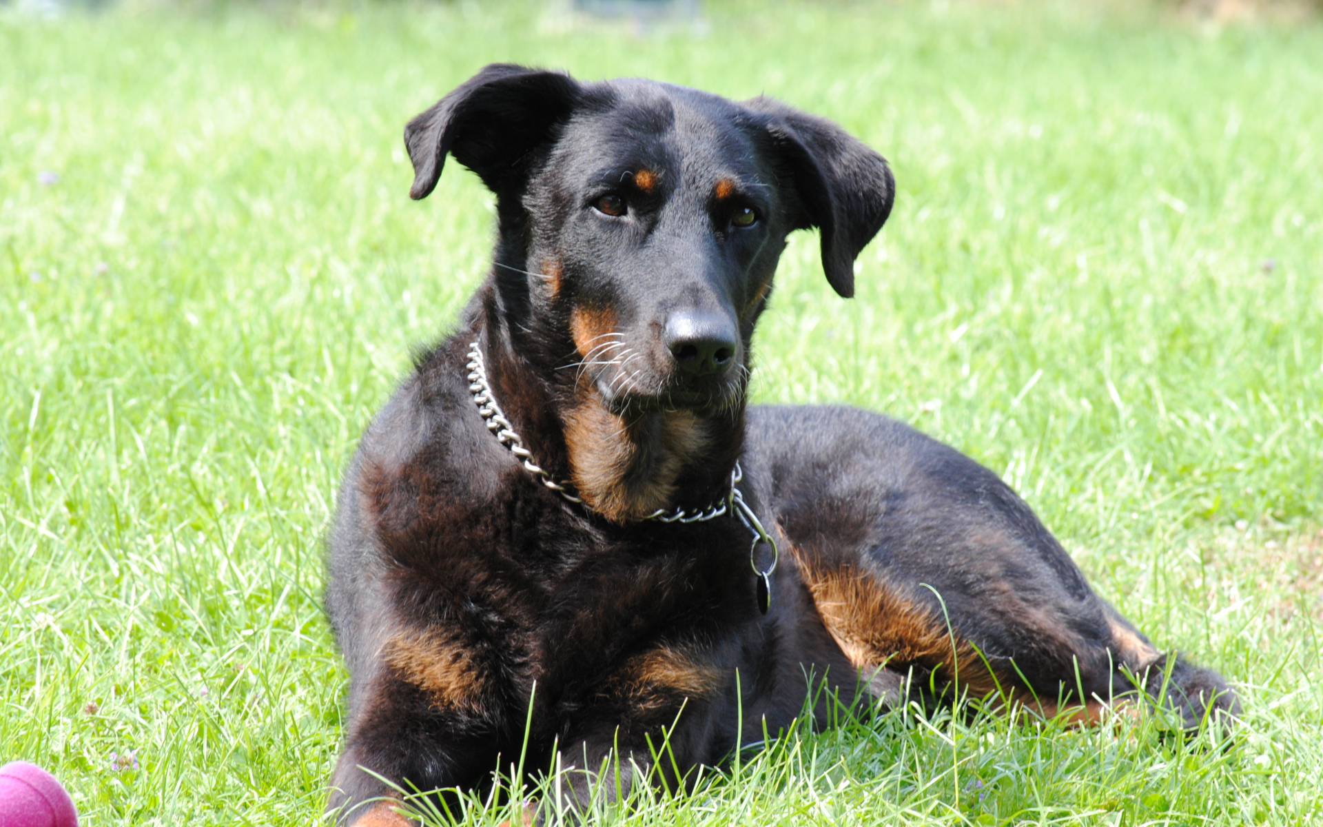 Красивый босерон лежит во дворе дома
