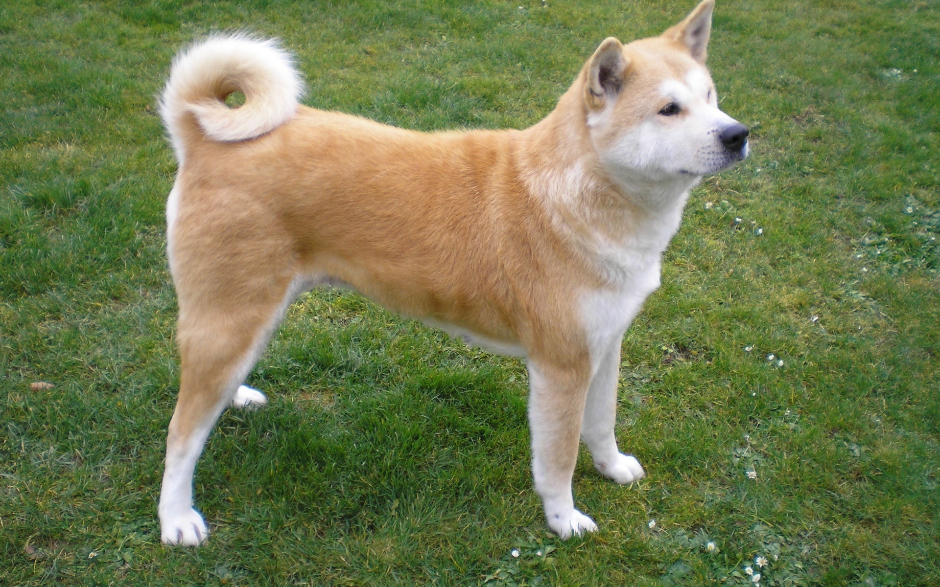 Красивая акита-ину на природе