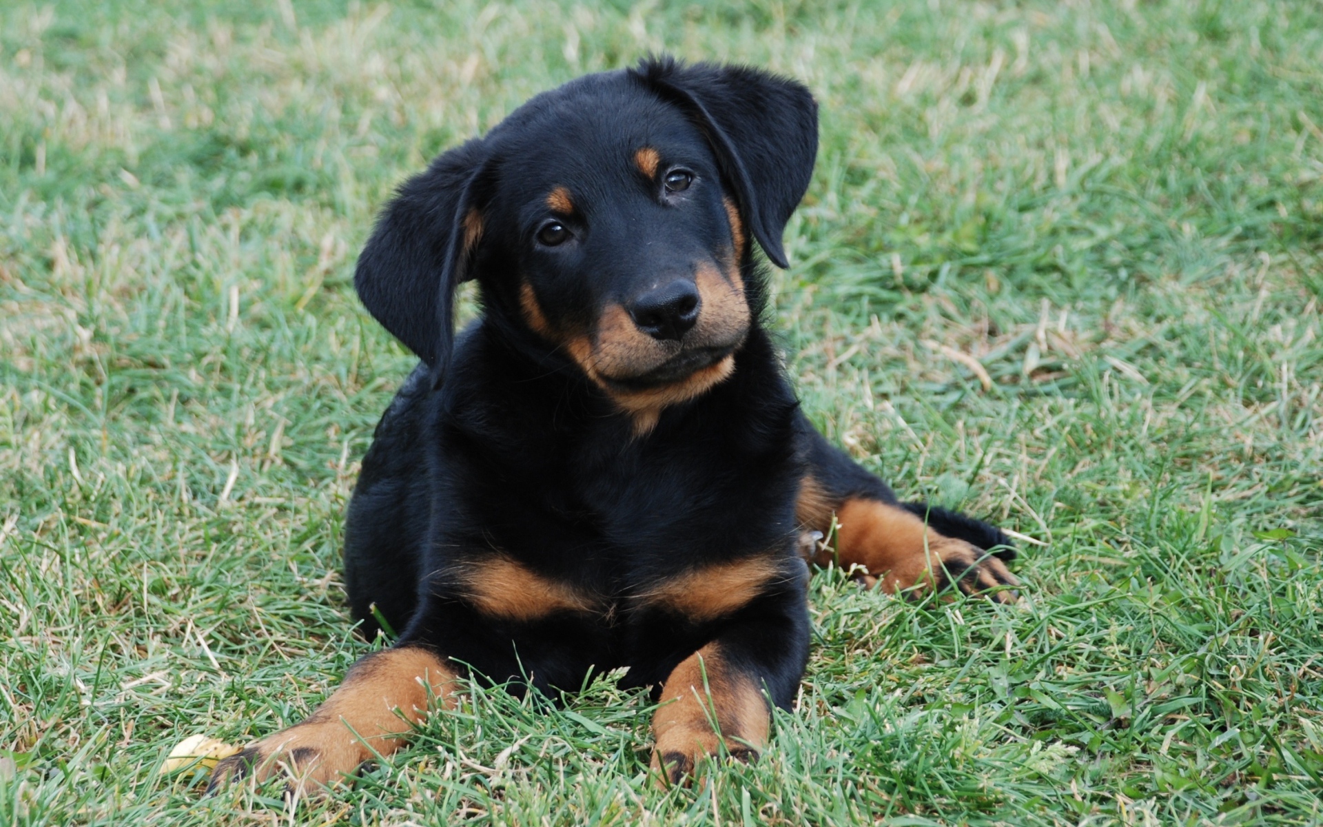 Красивый щенок босерона лежит на лужайке