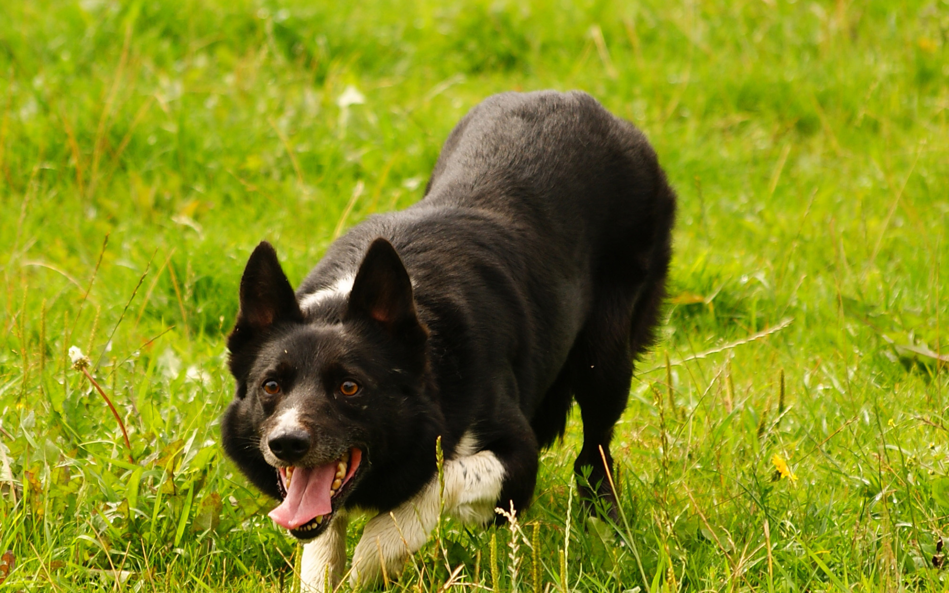 Красивая бордер-колли крадётся