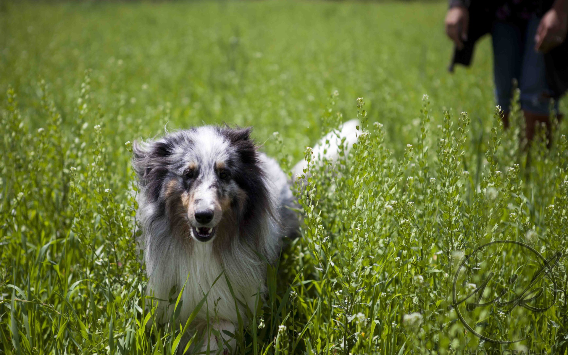 Красивая собака породы шелти в высокой траве