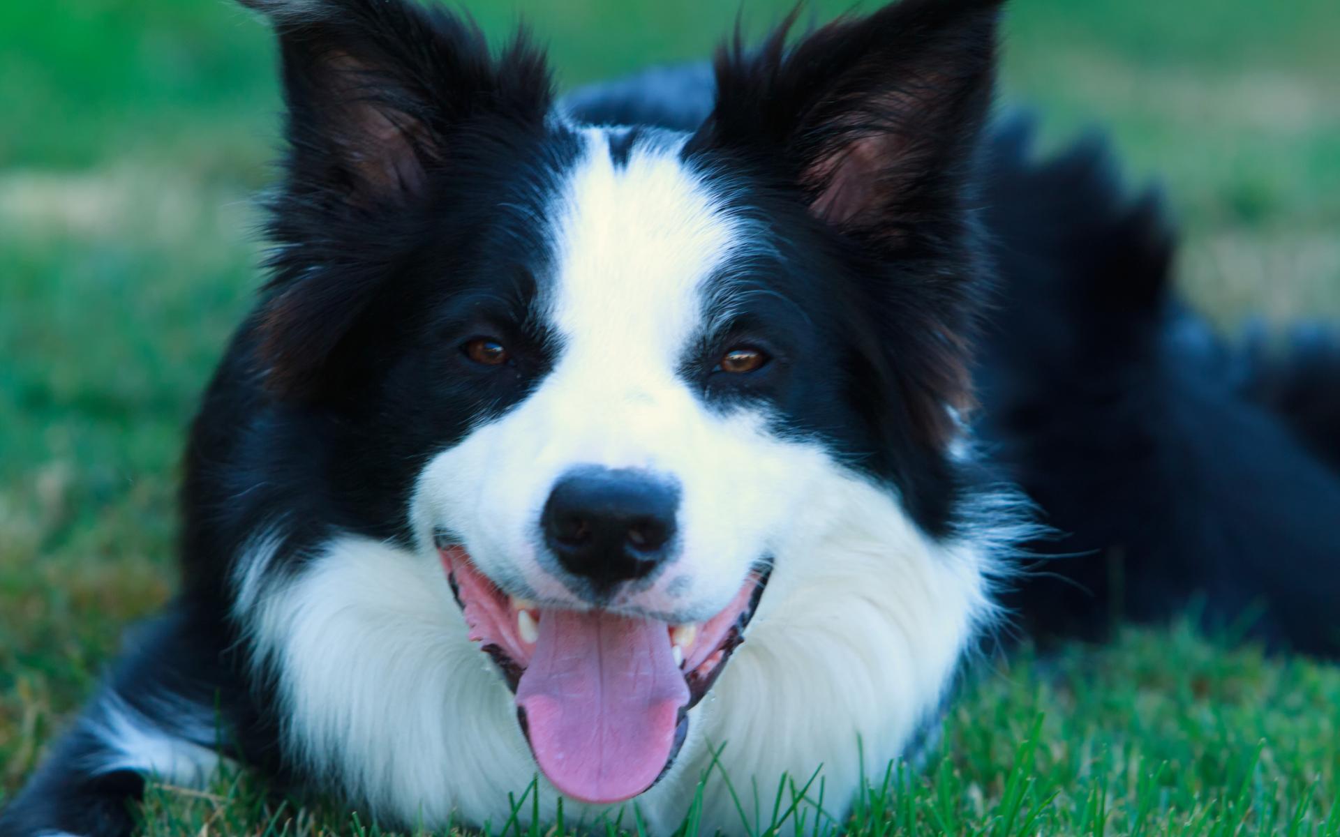 Красивая бордер-колли лежит на газоне