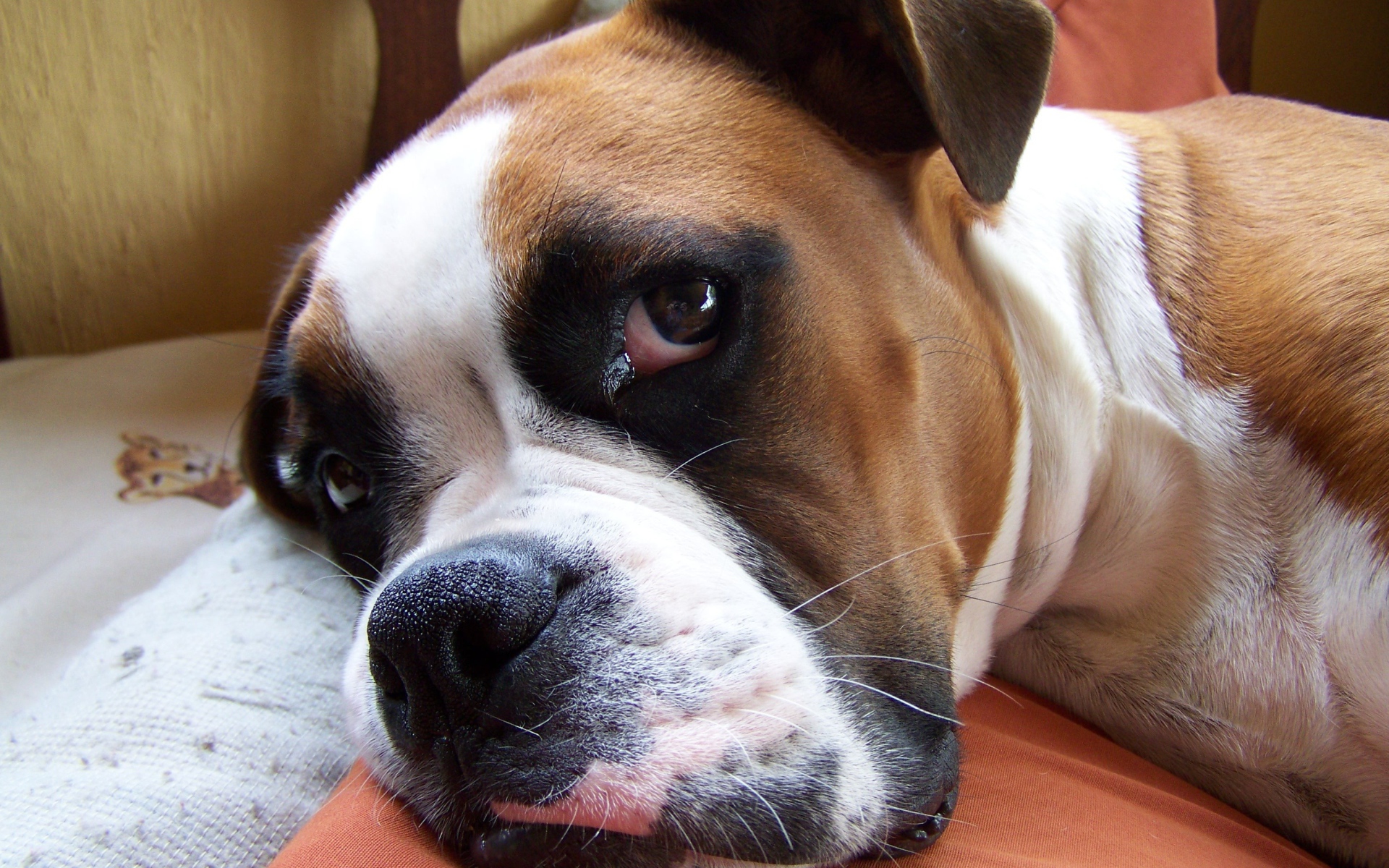 Красивый боксёр собирается спать