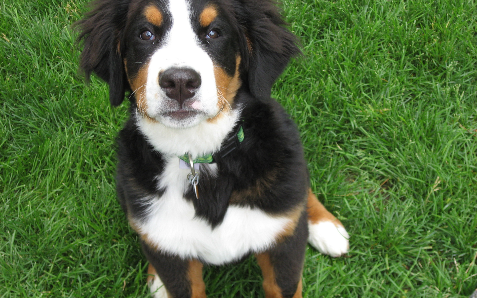 Красивый щенок бернской пастушьей собаки на траве