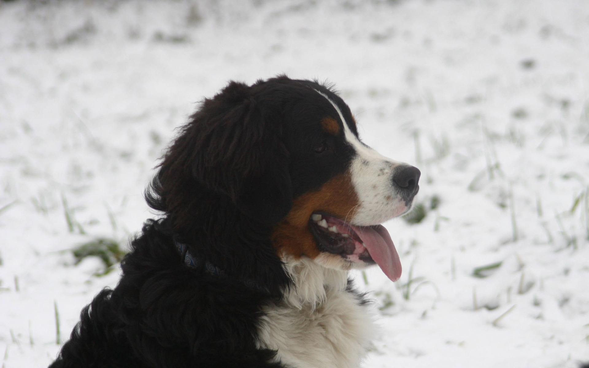 Бернская пастушья собака в снегу на фоне снегу