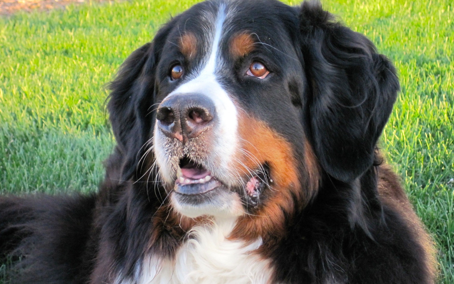 Бернская пастушья собака отдыхает на траве