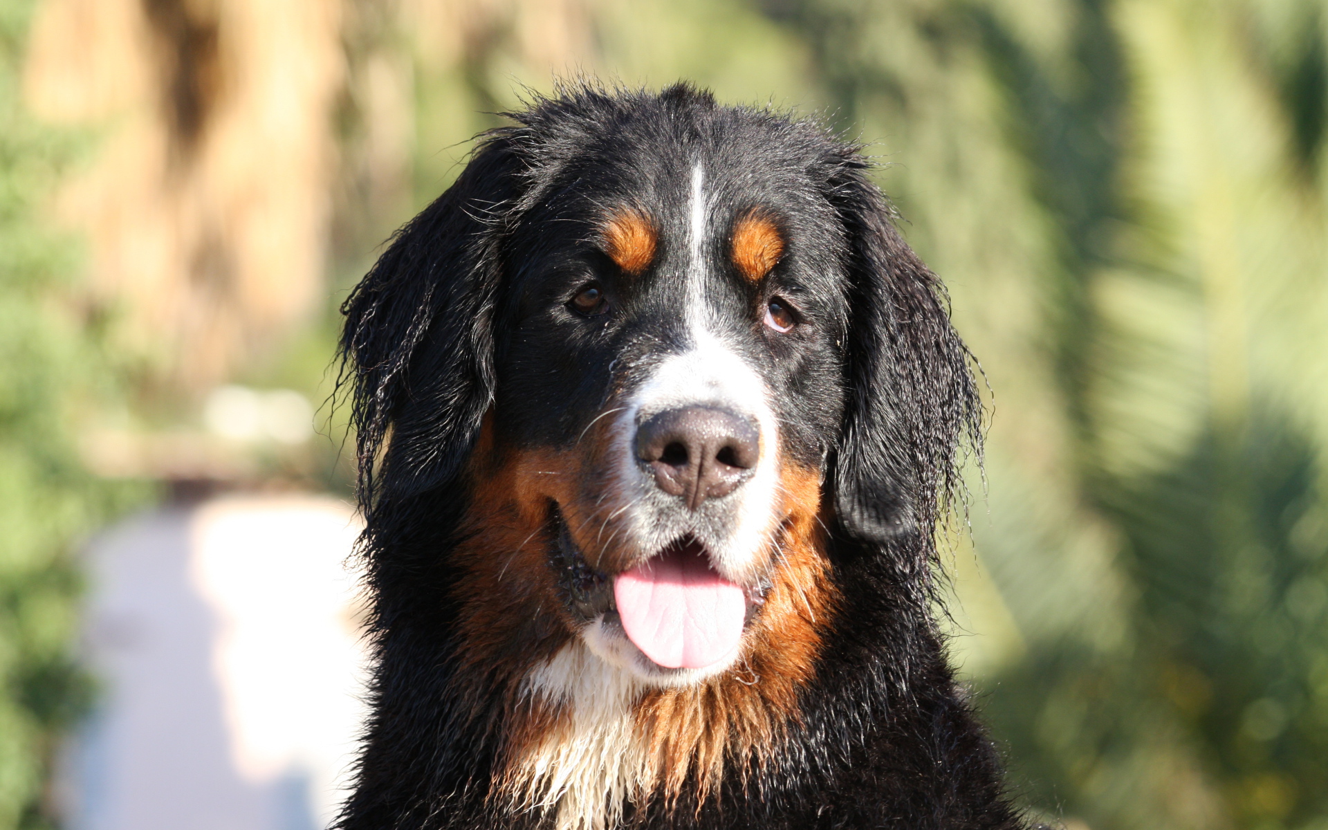 Бернская пастушья собака с мокрыми ушами