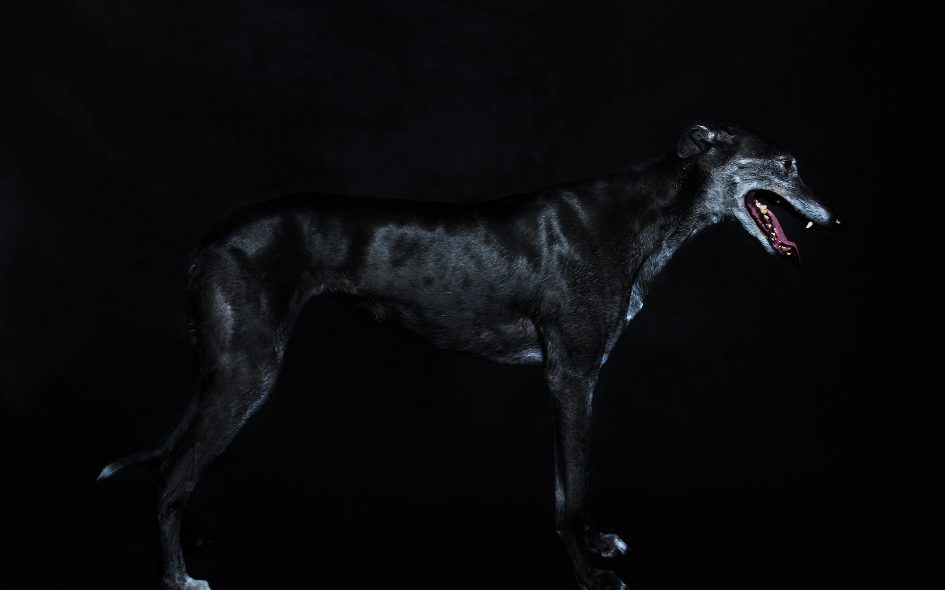 Черный Грейхаунд