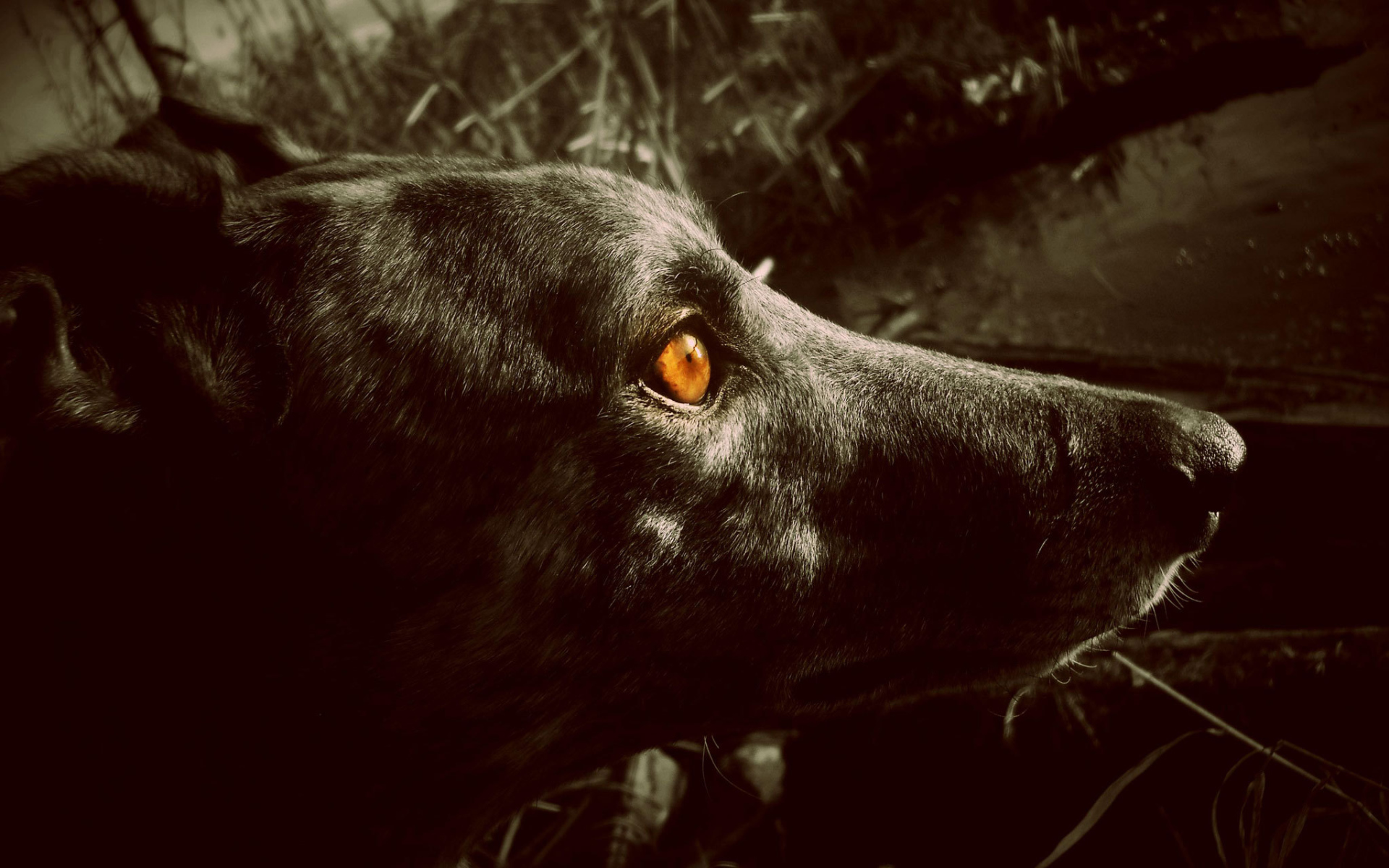 Черный Грейхаунд с оранжевыми глазами