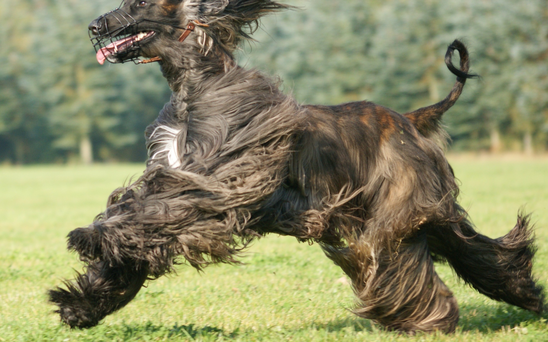 Чёрная афганская борзая во время бега