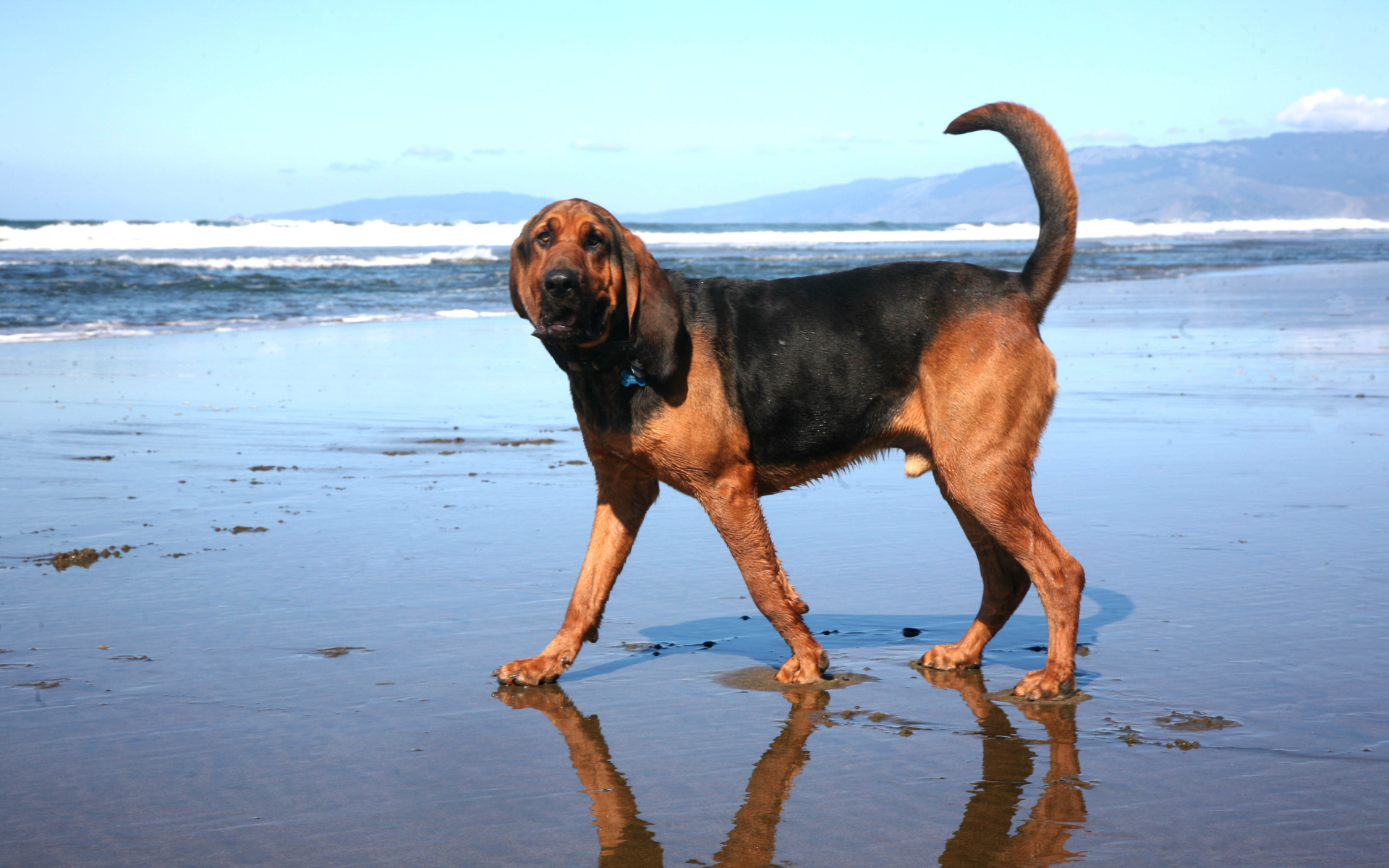 Bloodhound is walking on water
