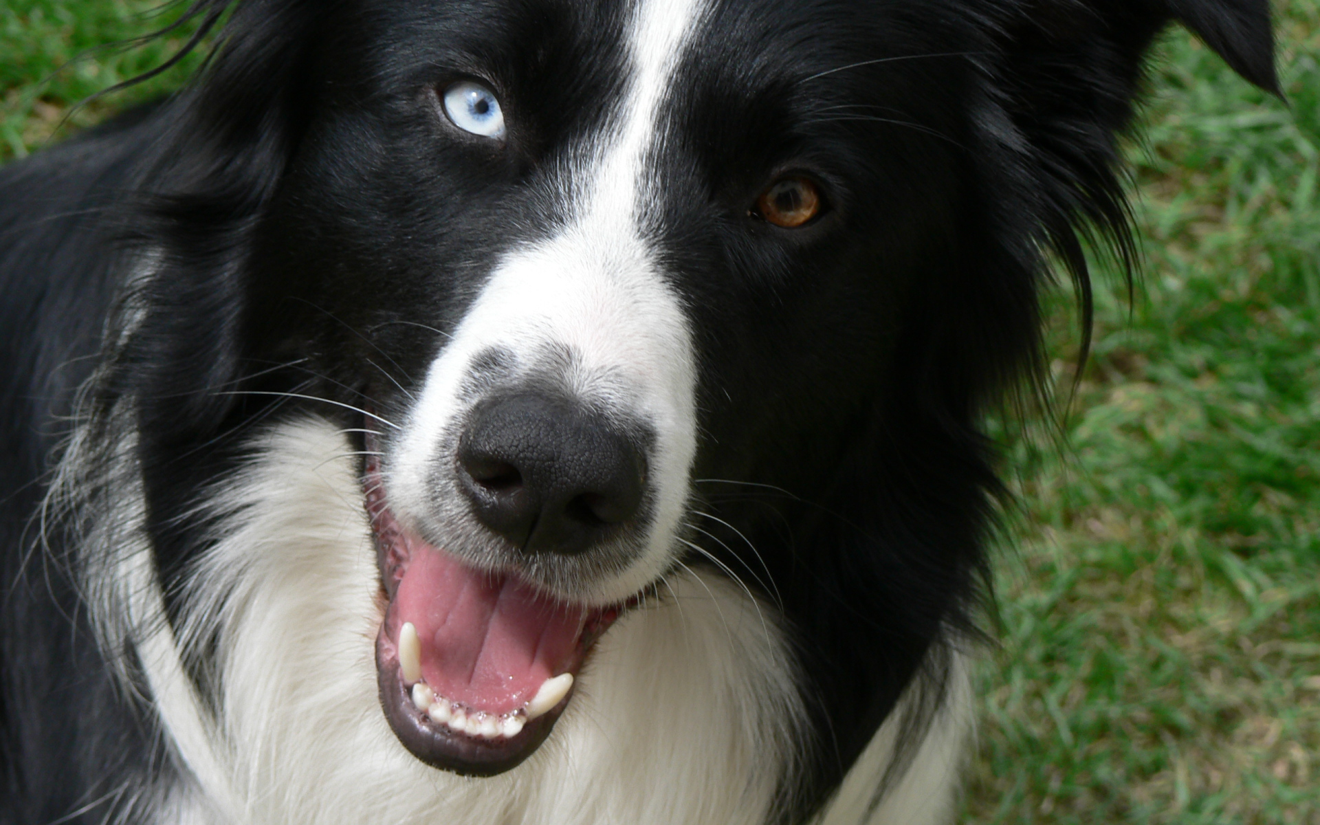 Бордер-колли с разными глазами