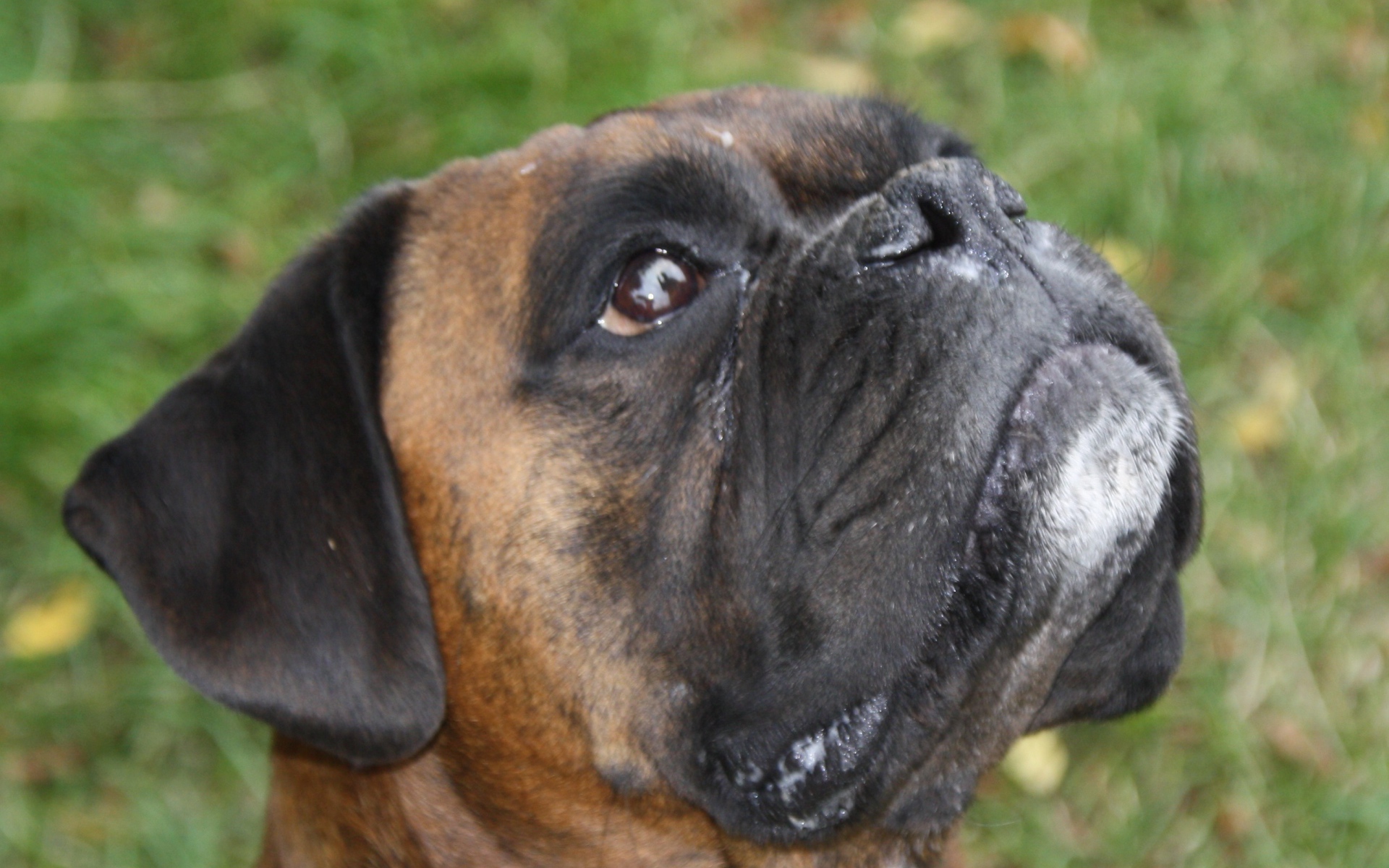 Боксёр смотрит вверх