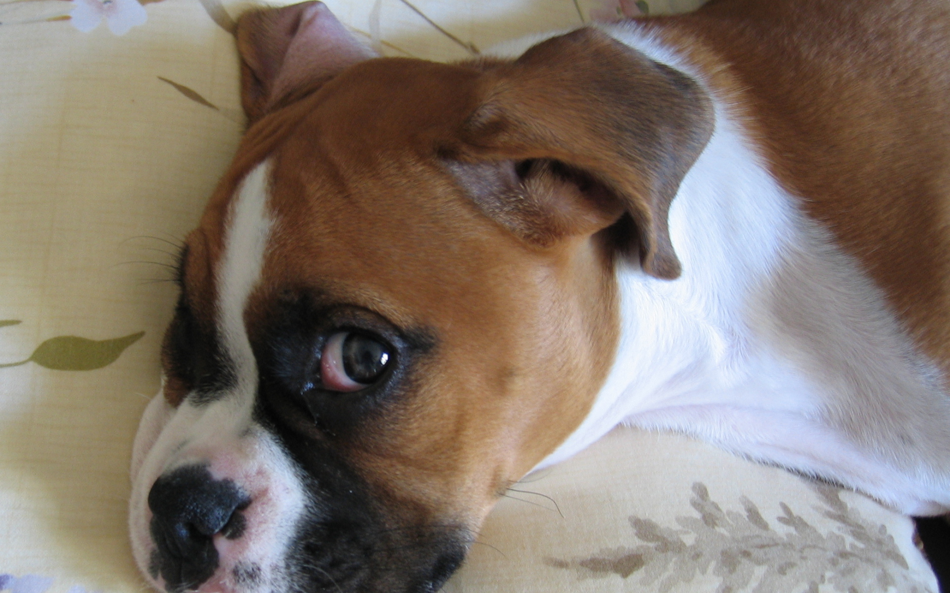 Боксёр смотрит одним глазом на фотографа