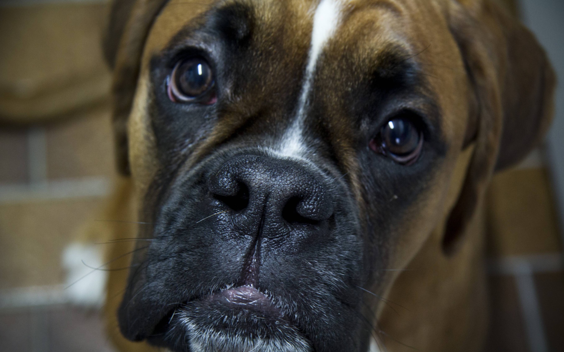 Боксёр с грустным взглядом крупным планом