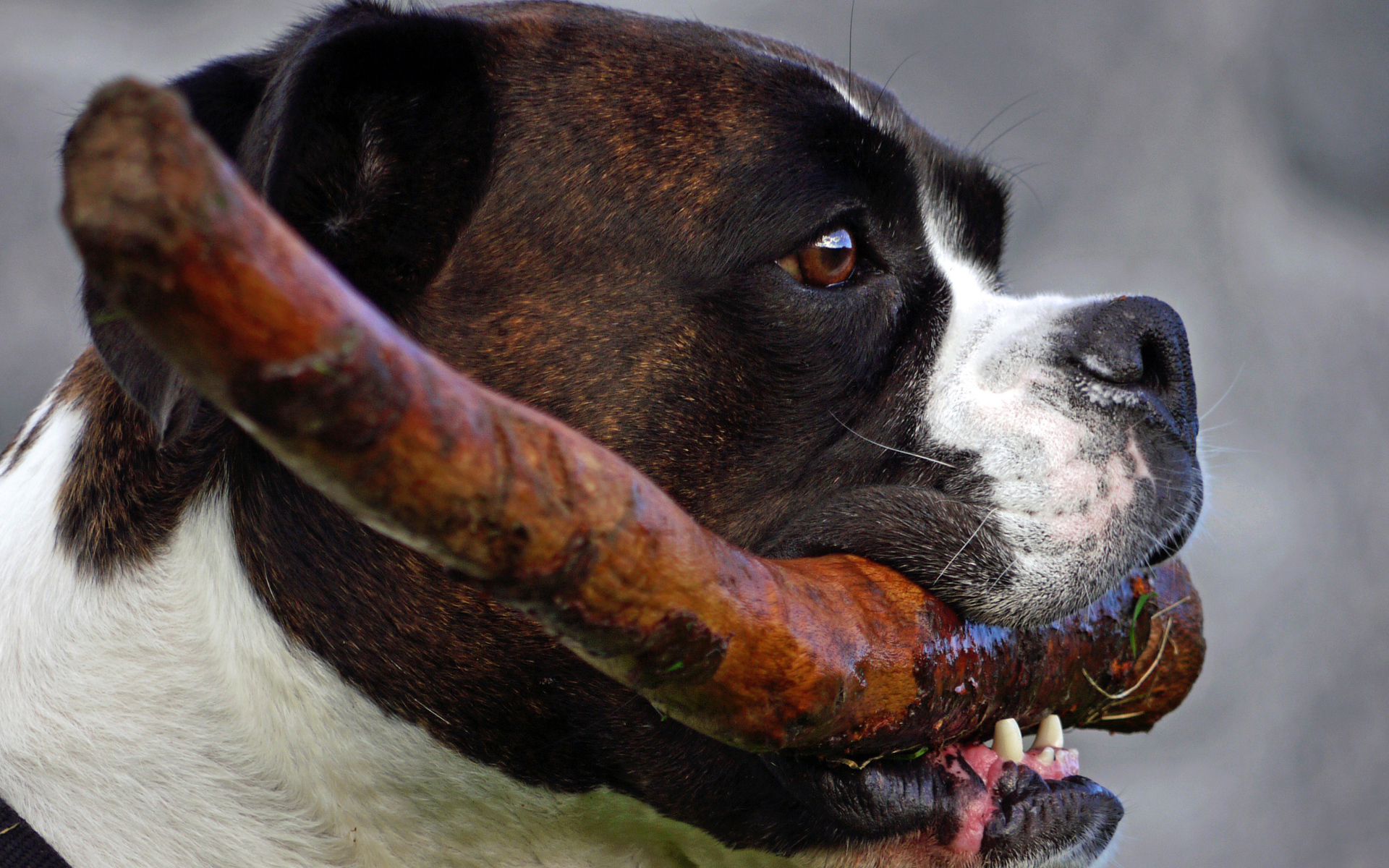 Боксёр с палкой в зубах