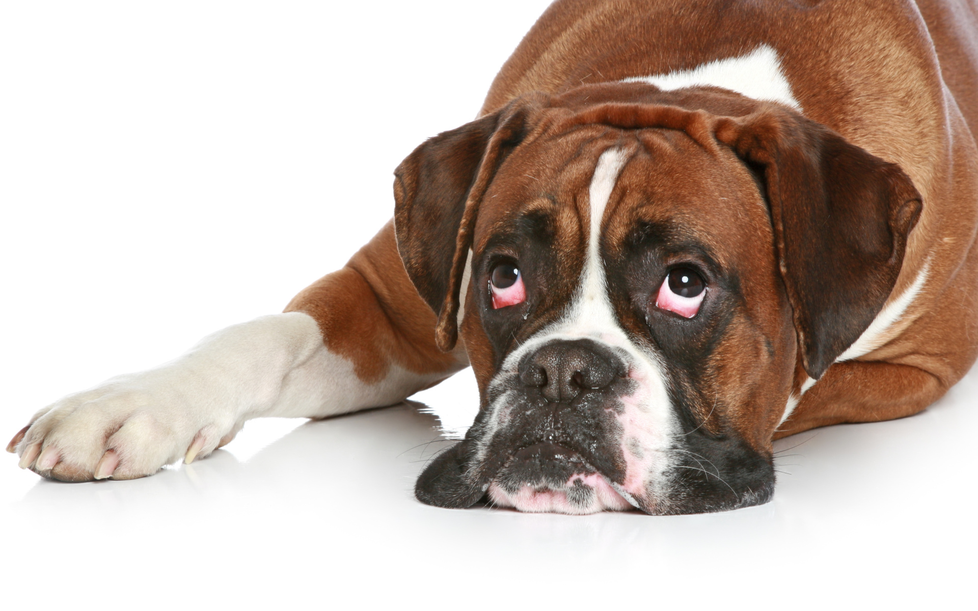 Боксёр с безразличным взглядом на белом полу