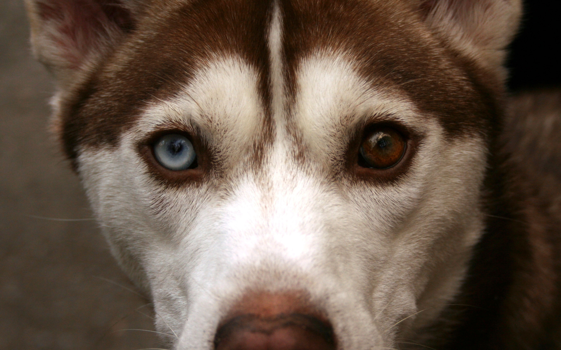 Коричневый Сибирский хаски крупным планом