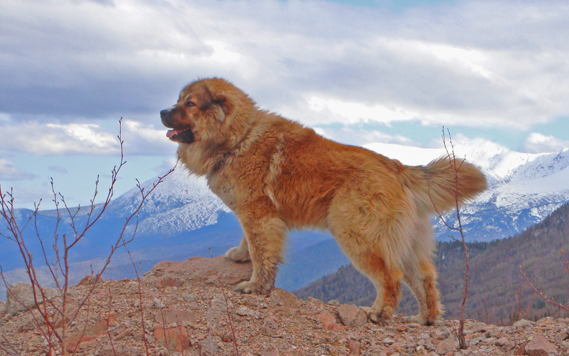 Кавказская овчарка в горах