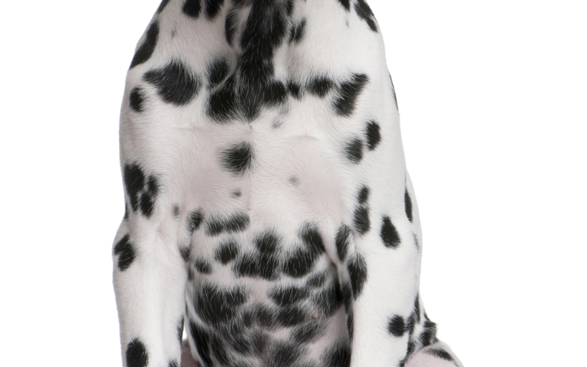 Далматин сидит на полу