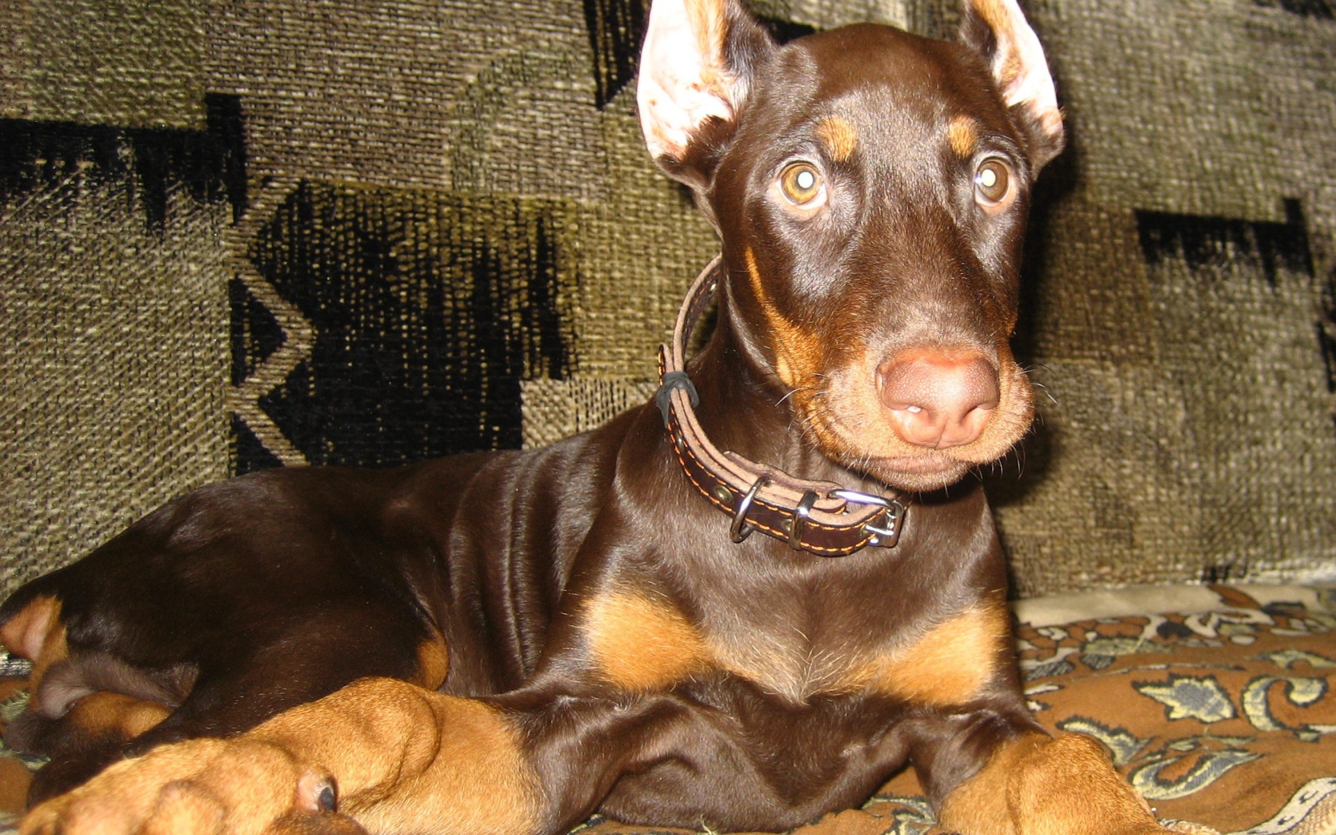 Доберман лежит на диване