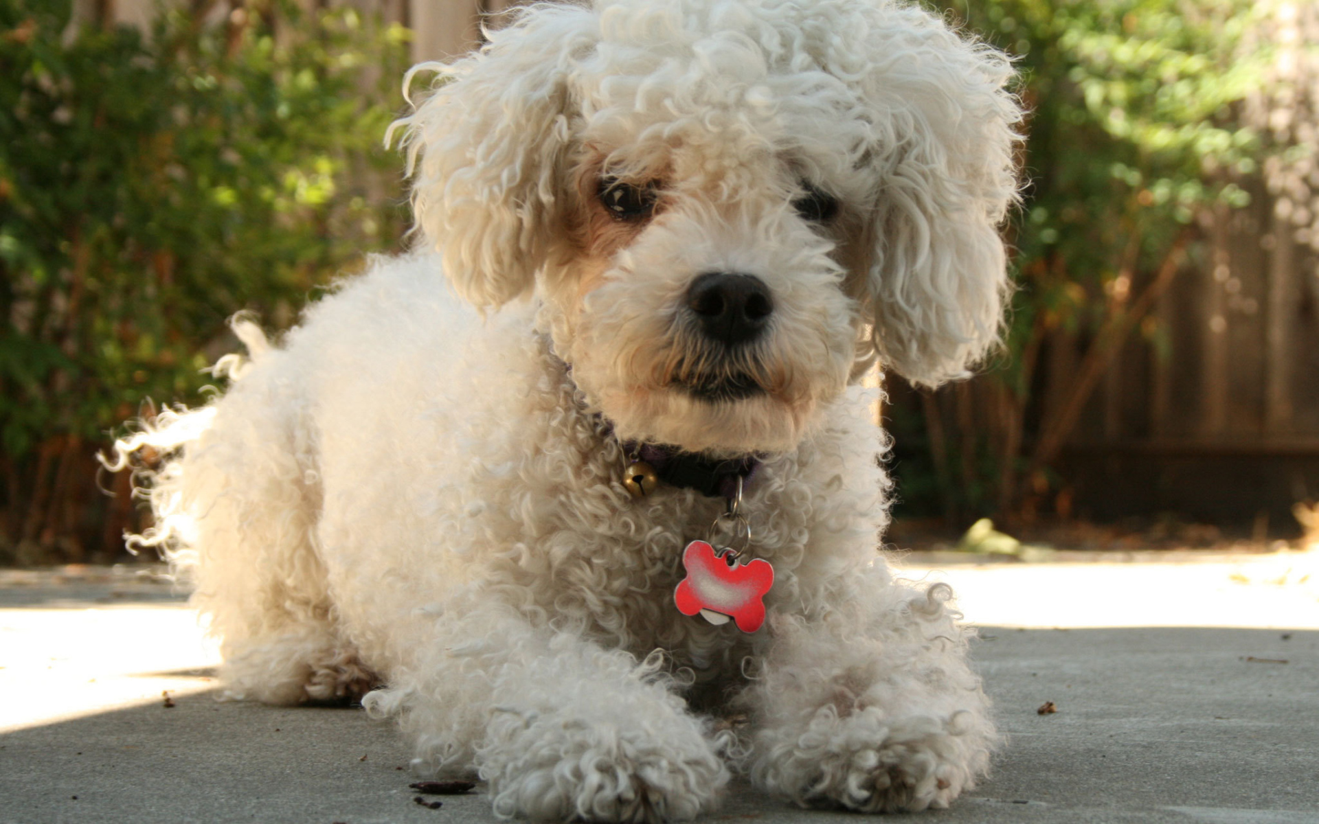 Собака породы бишон-фриз с кулоном