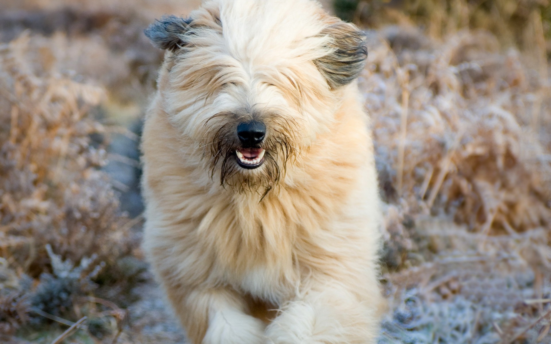 Собака породы бобтейл бежит в поле