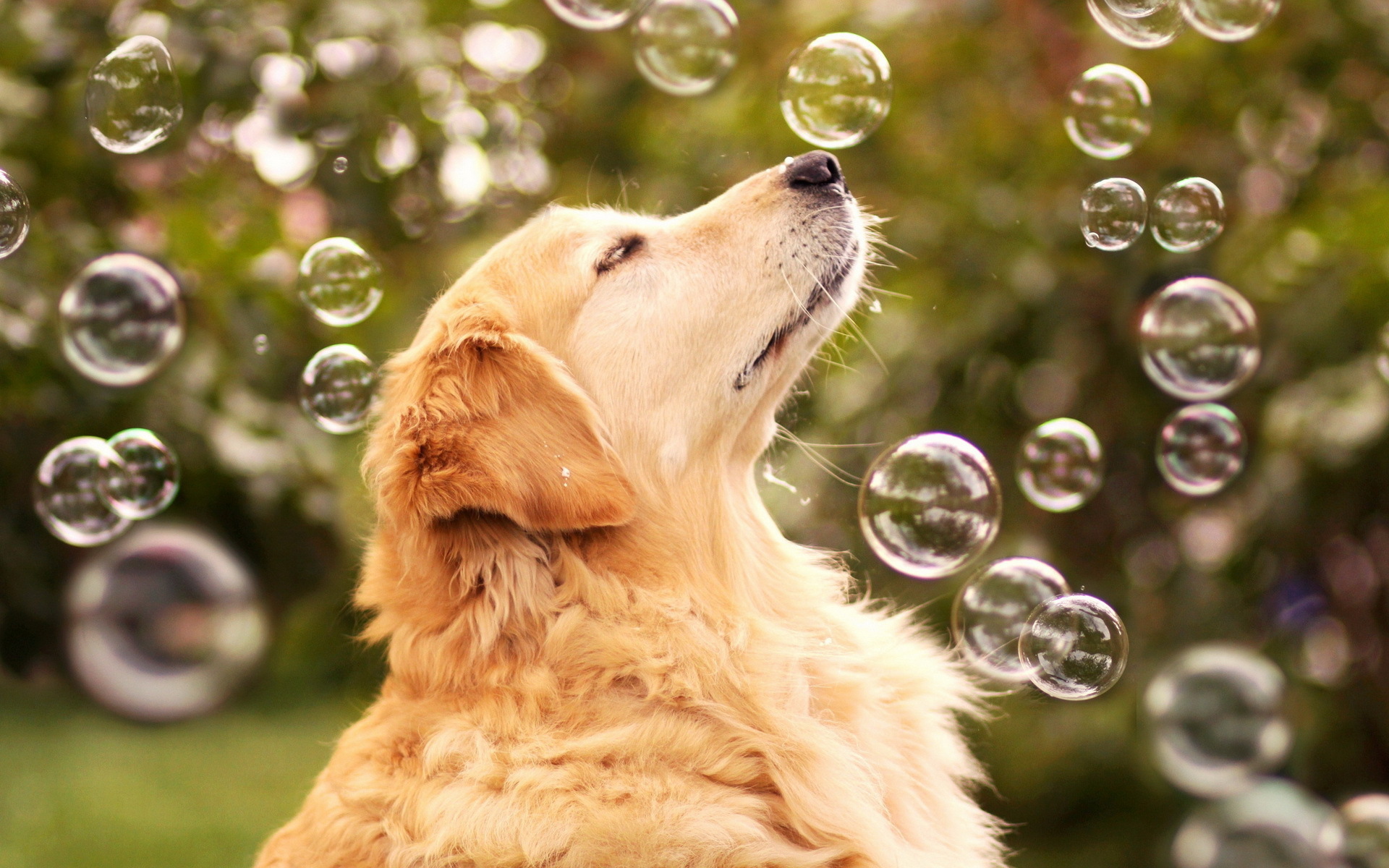 Собака ловит мыльные пузыри