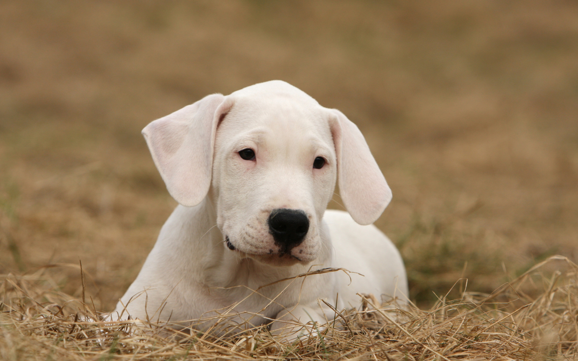 Щенок аргентинского дога на высохшей траве